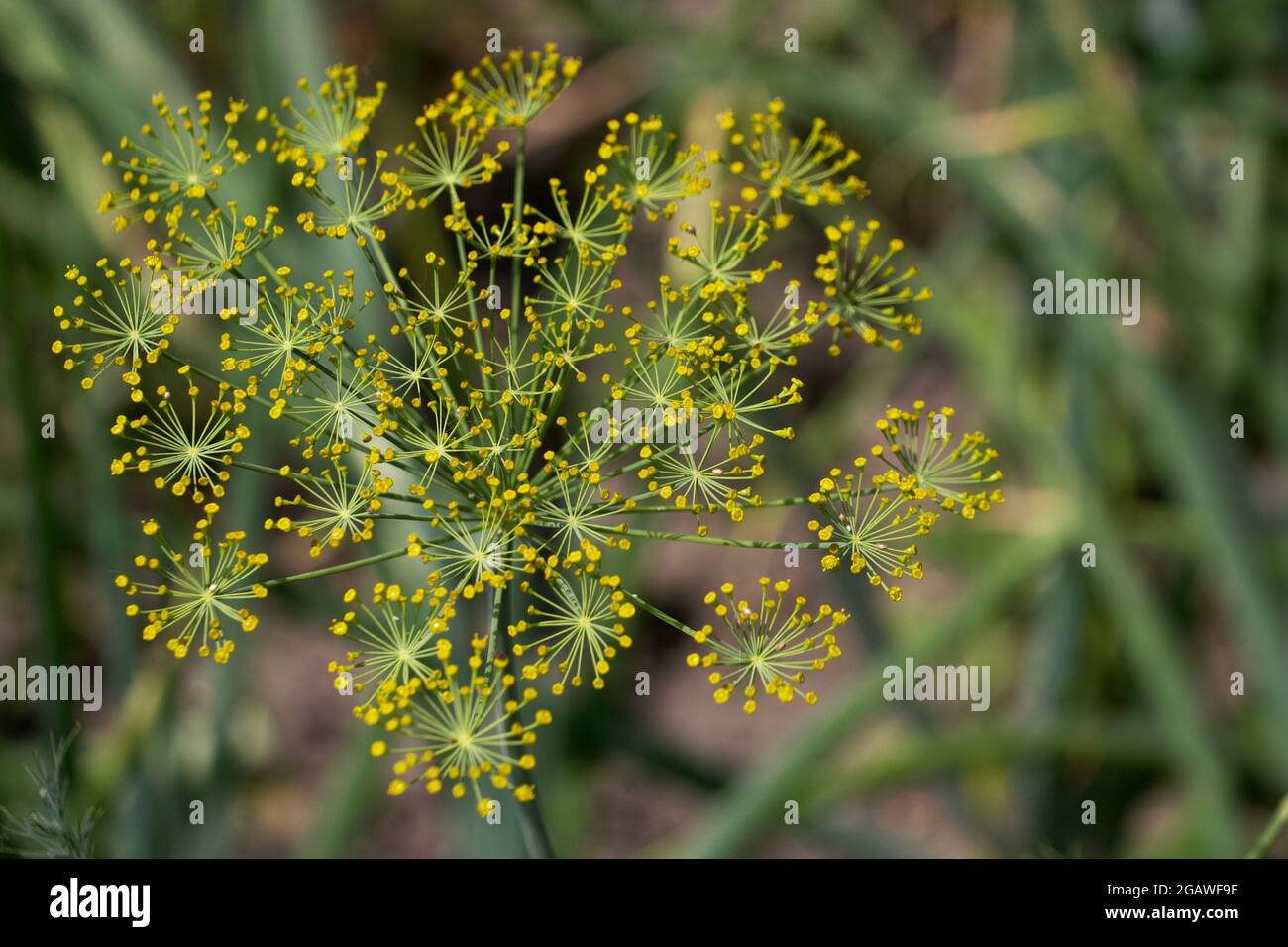 Dill (Anethum graveolens) is an annual herb in the celery family Apiaceae. It is the only species in the genus Anethum. Dill flowers, close-up. Stock Photo