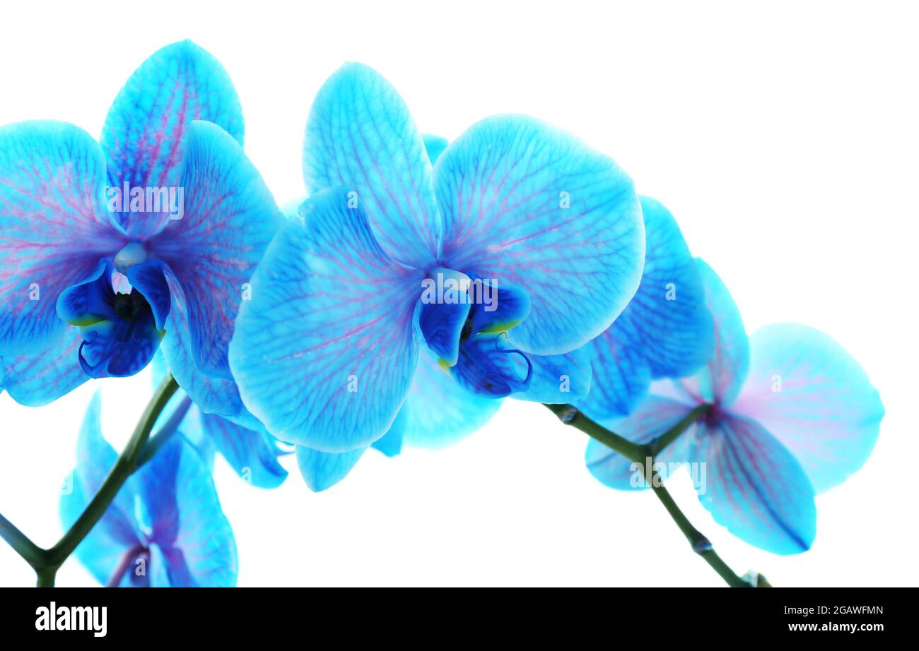 Beautiful blue orchid flower isolated on white background Stock Photo ...