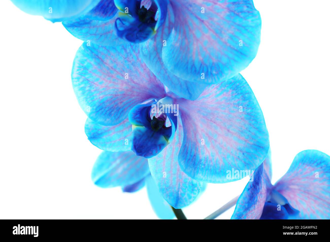 Beautiful blue orchid flower isolated on white background Stock Photo ...