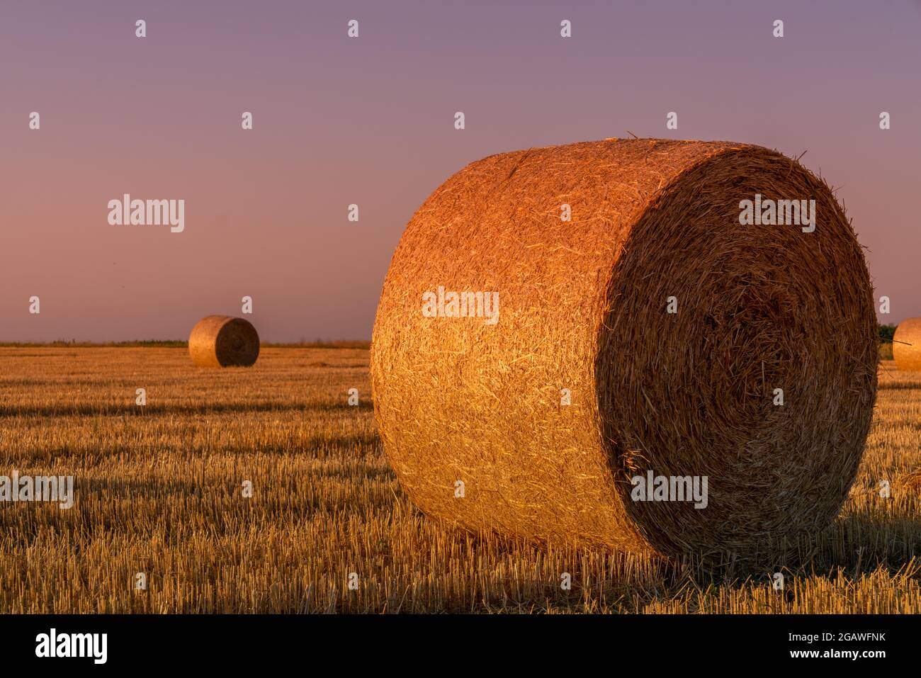 Hay rolls and warm sunset sunlight in the field. Agriculture and rural scenes Stock Photo