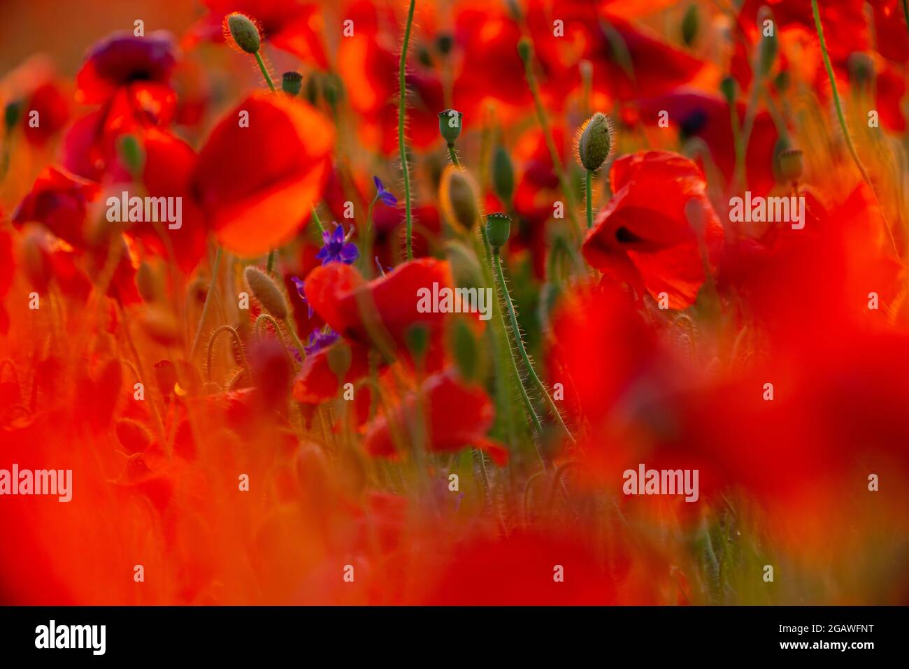 Poppy flowers field close-up and macro. Agriculture and natural background Stock Photo