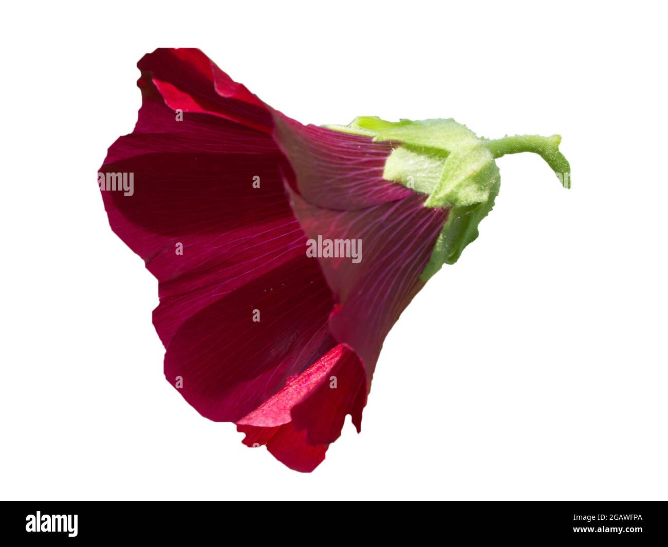 Big blooming flower Cut Out Stock Images & Pictures - Alamy