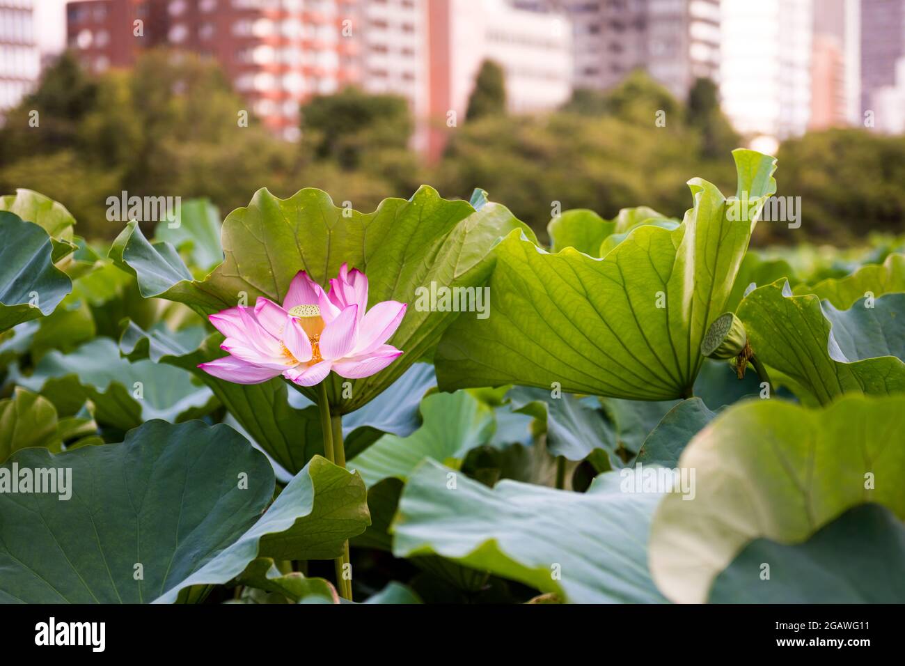 Lotus blossom in Shinobazu Pond, Ueno Park, Tokyo, Japan Stock Photo