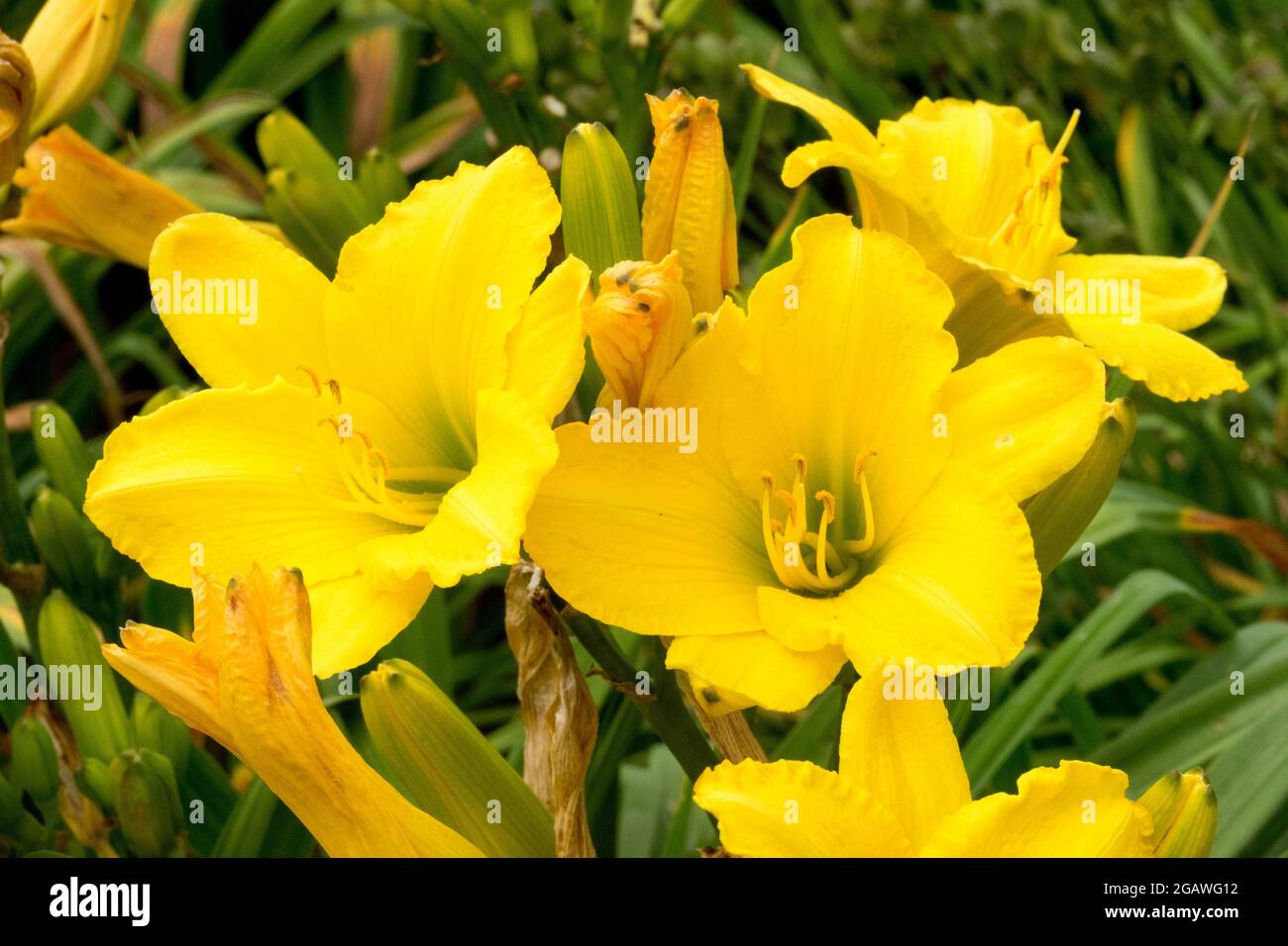 Daylily yellow Hemerocallis 'Dorota' yellow flowers daylilies Stock Photo