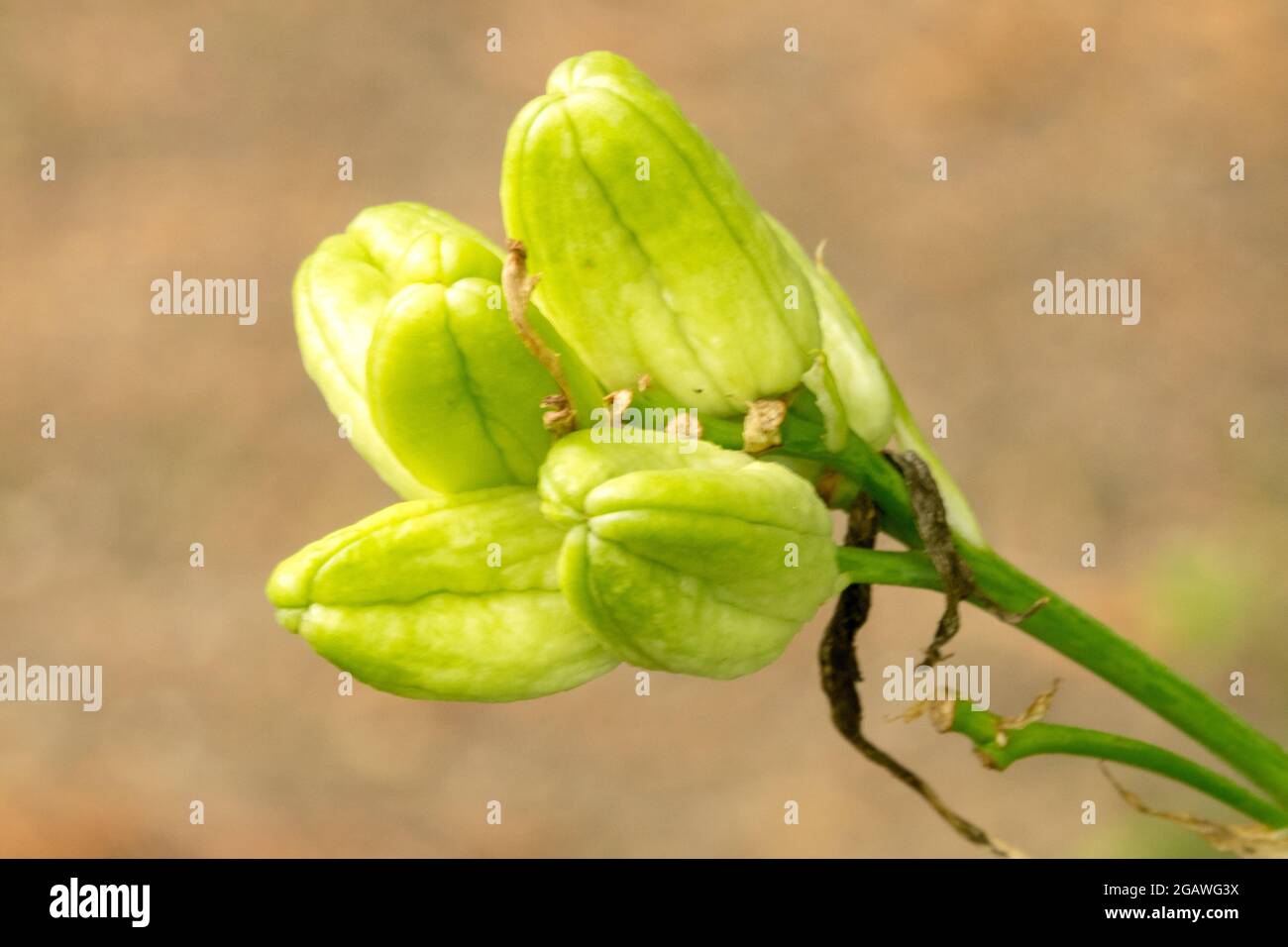 Daylily ripening seed heads on stem Hemerocallis unripe maturing seedheads Stock Photo