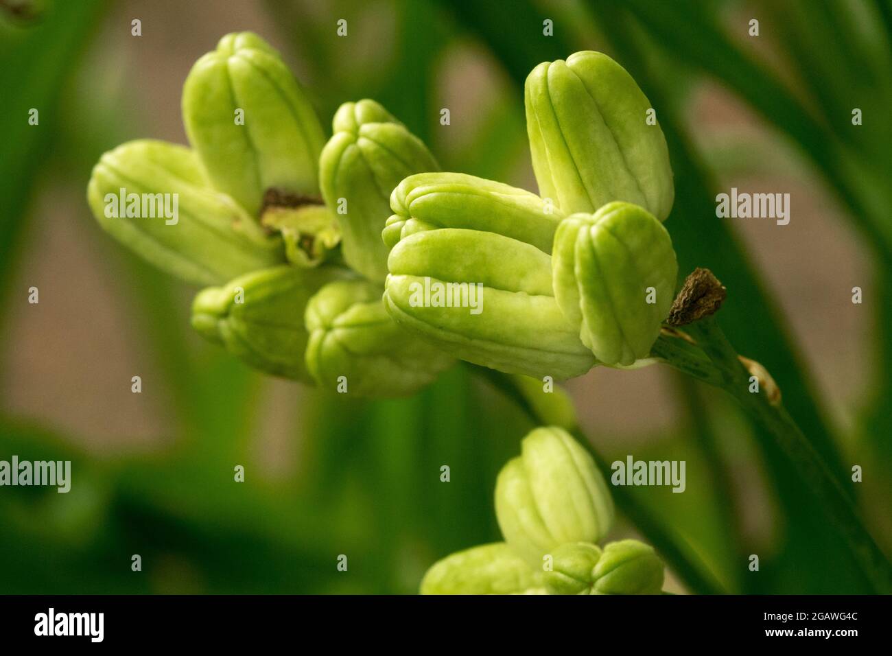 Daylily unripe seed head on stem Hemerocallis maturing seedheads Stock Photo