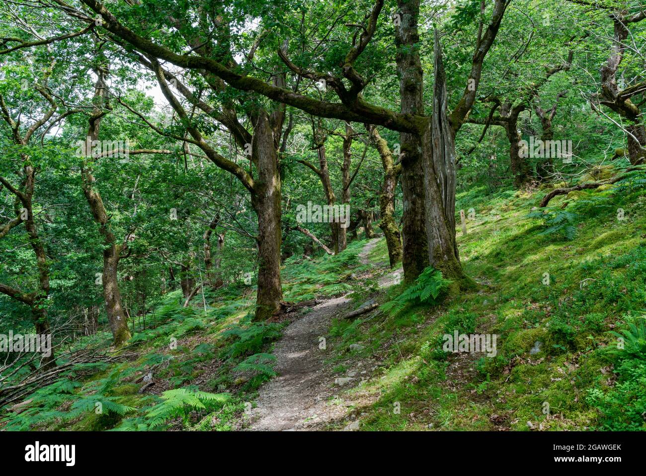Nature walk in the woods around Rhayader in Elan Valley, Powys, Wales Stock Photo