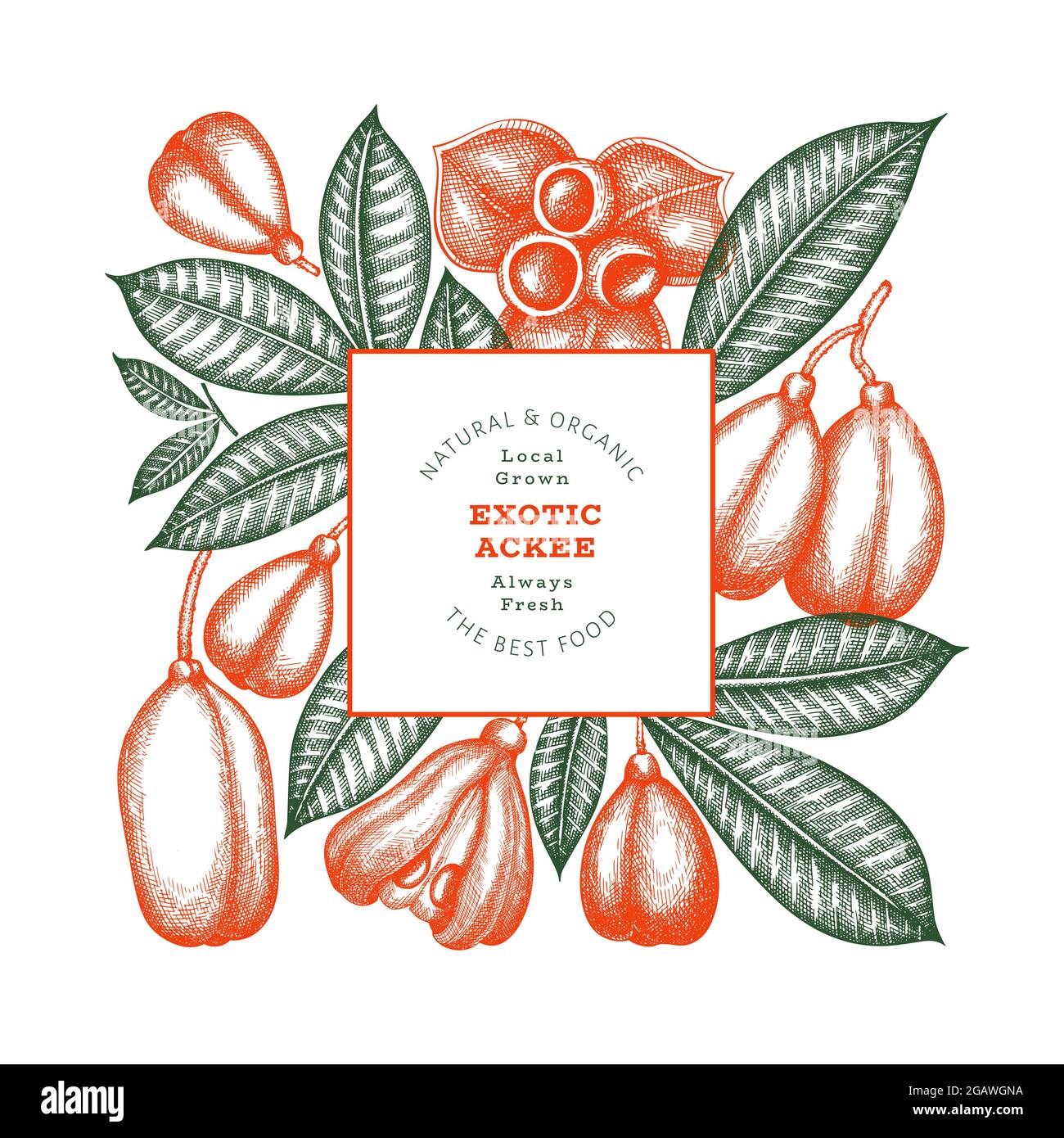 Hand drawn sketch style ackee banner. Organic fresh food vector ...