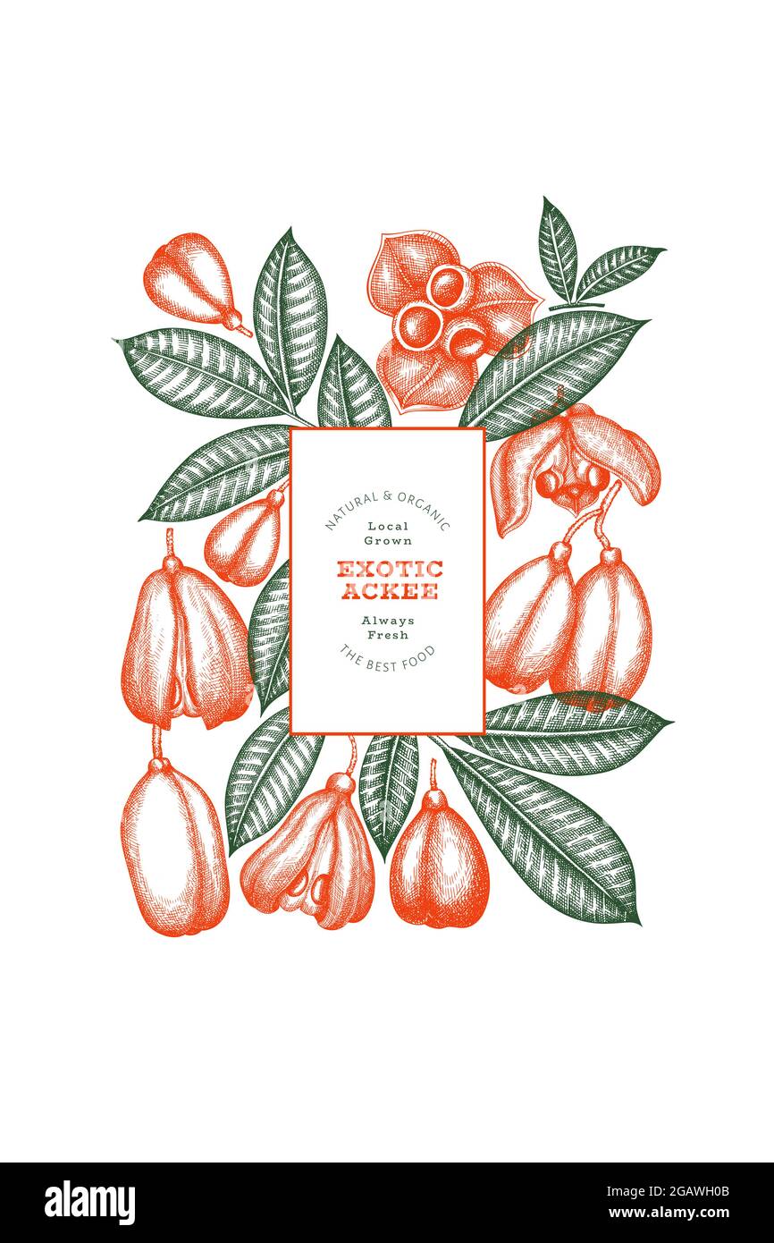 Hand drawn sketch style ackee banner. Organic fresh food vector ...