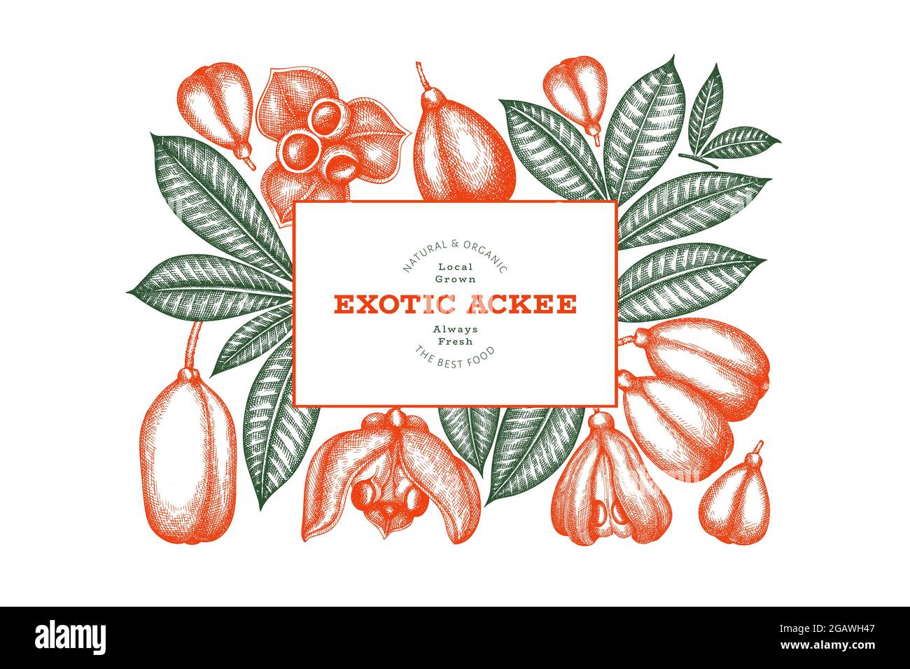 Hand drawn sketch style ackee banner. Organic fresh food vector ...