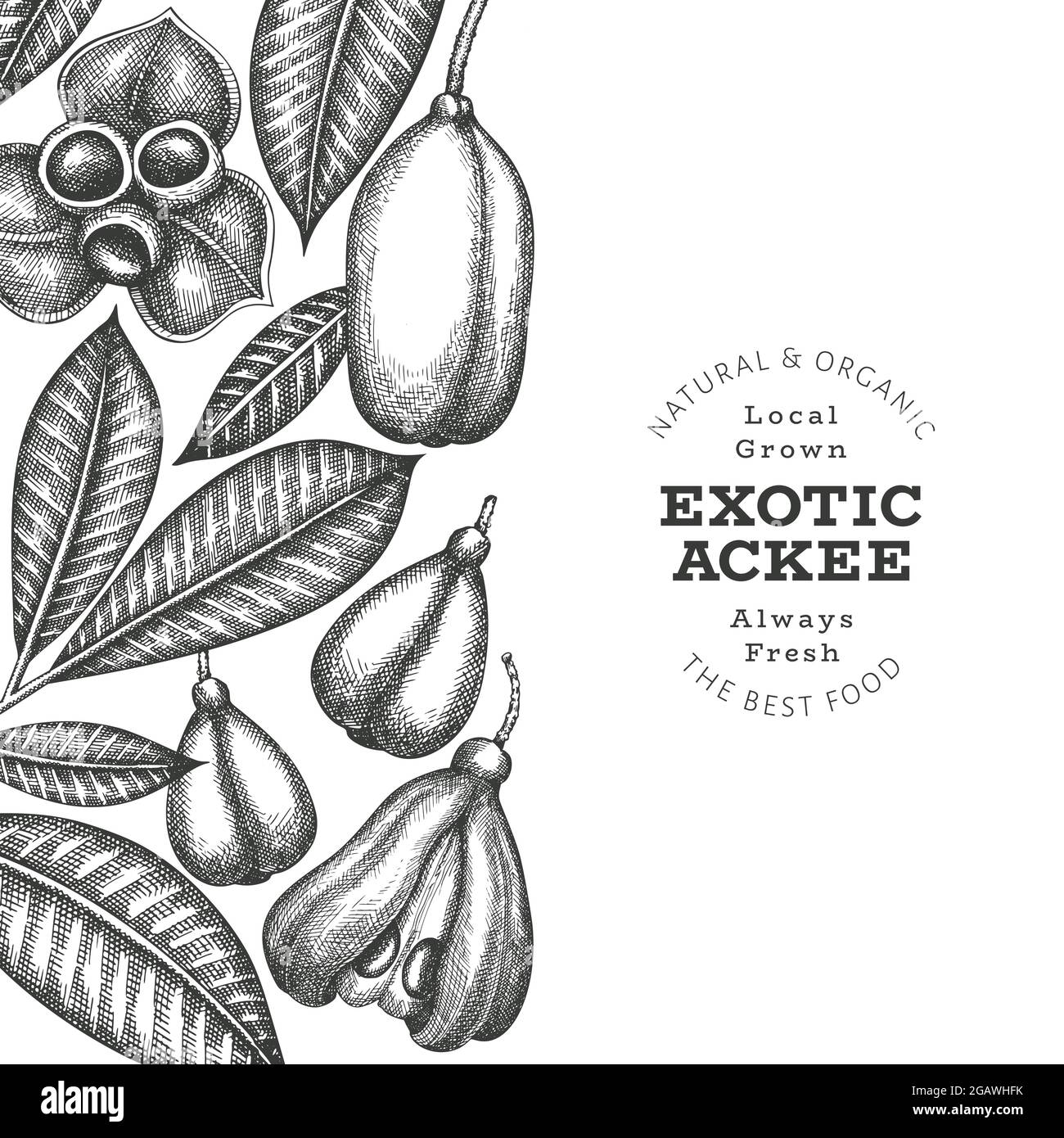 Hand drawn sketch style ackee banner. Organic fresh food vector ...