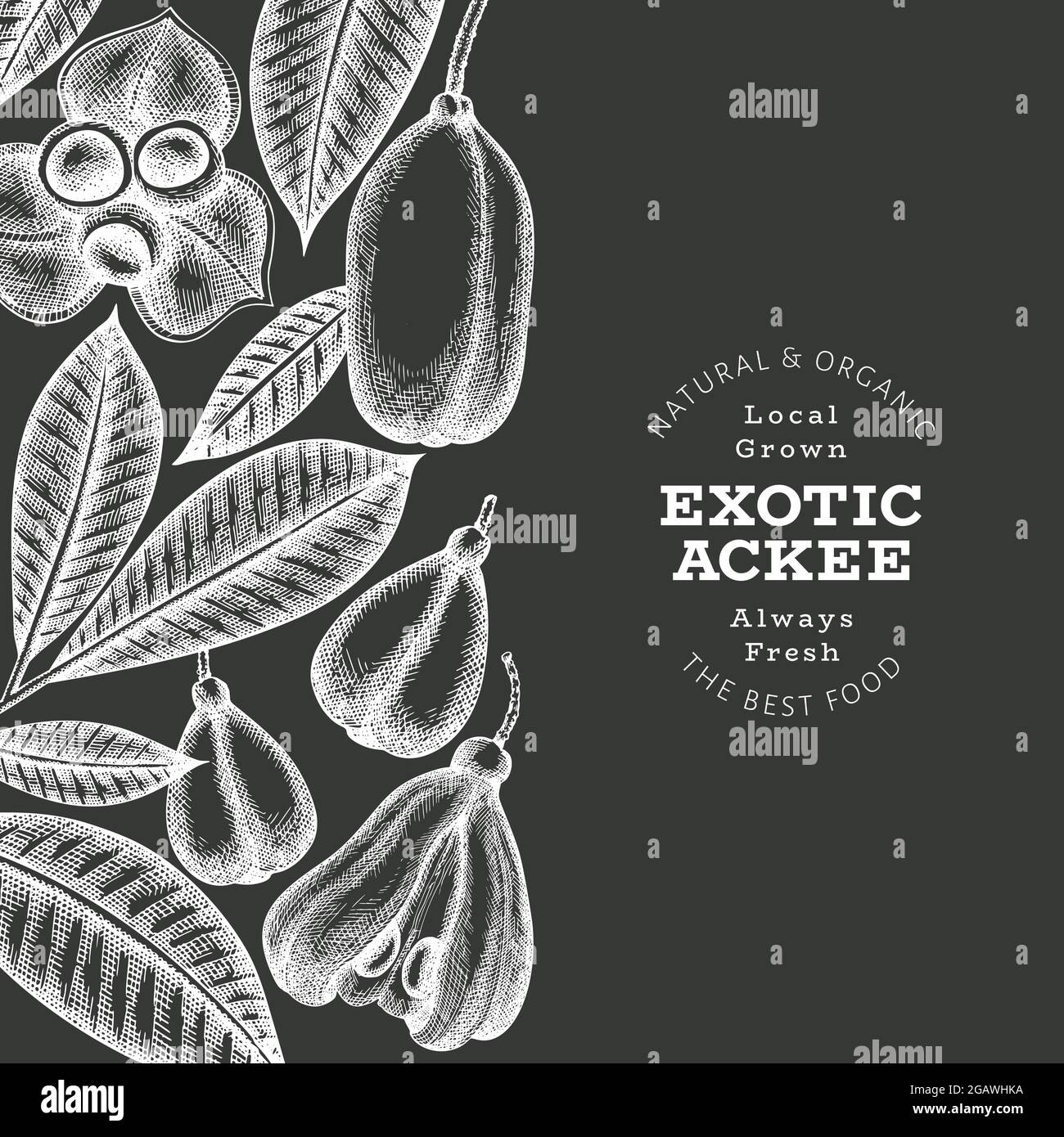 Hand drawn sketch style ackee banner. Organic fresh food vector ...