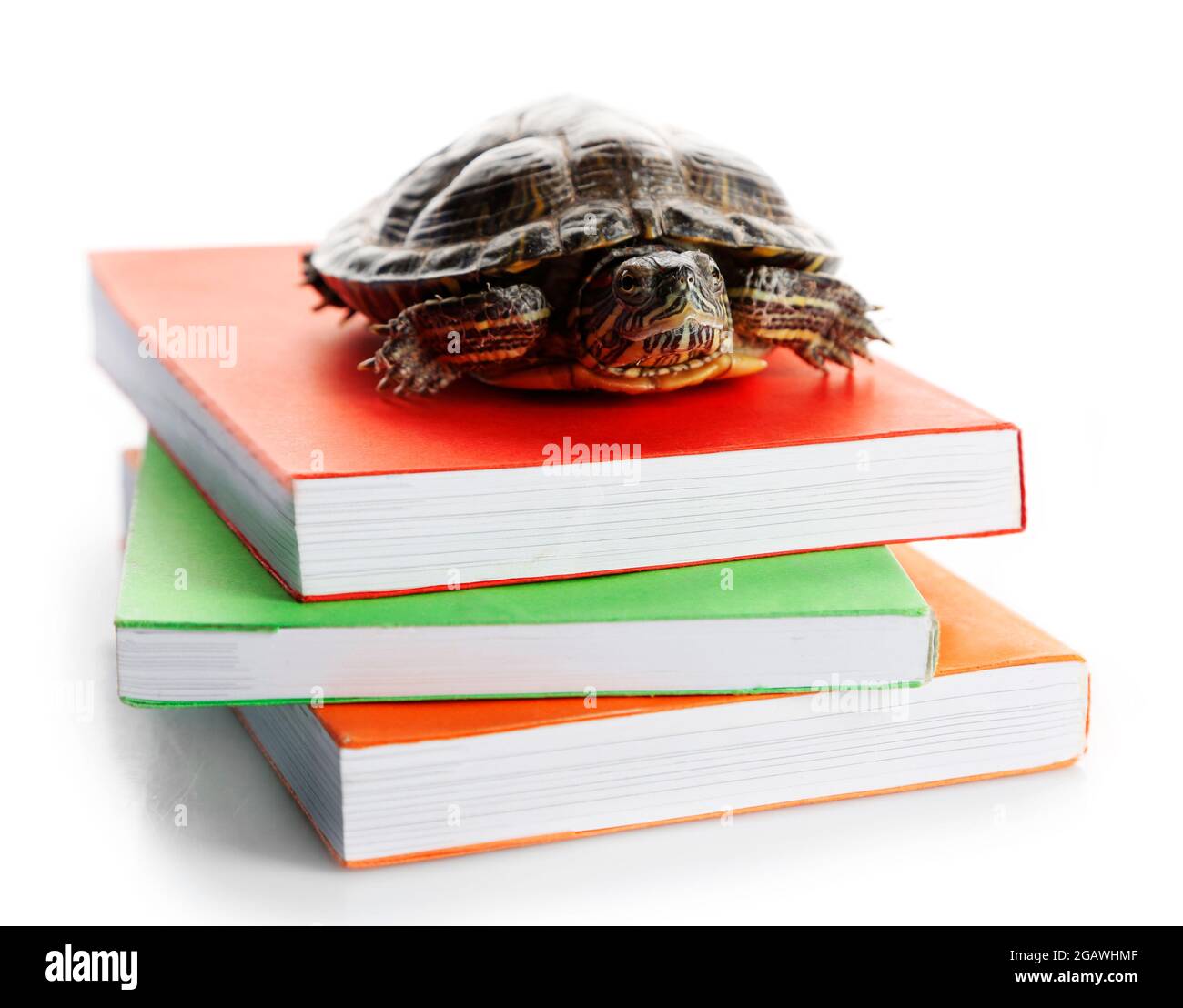 Turtle on pile of colourful books against white background Stock Photo ...