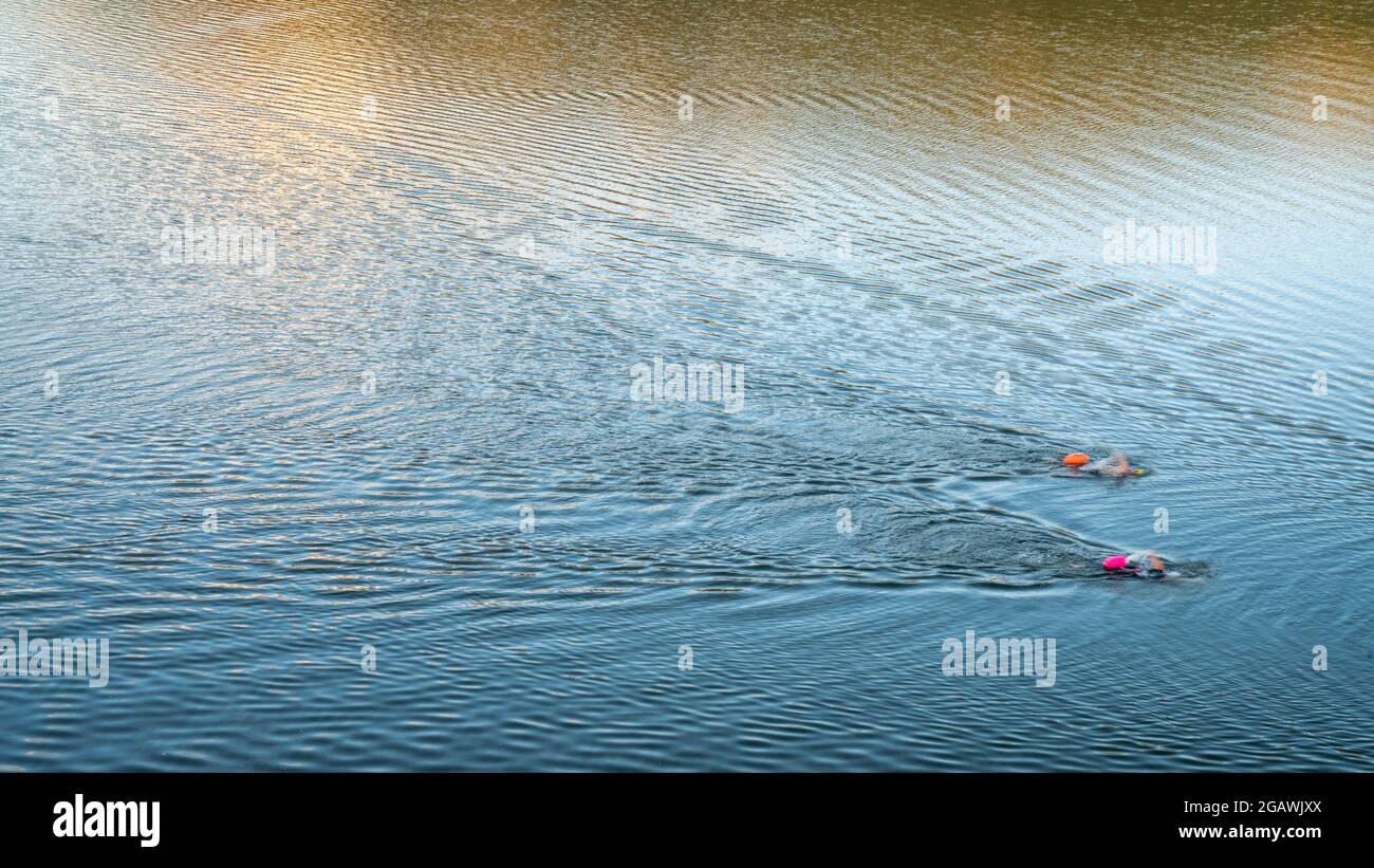 open water swimmers with swim buoys on a calm lake, summer morning workout Stock Photo