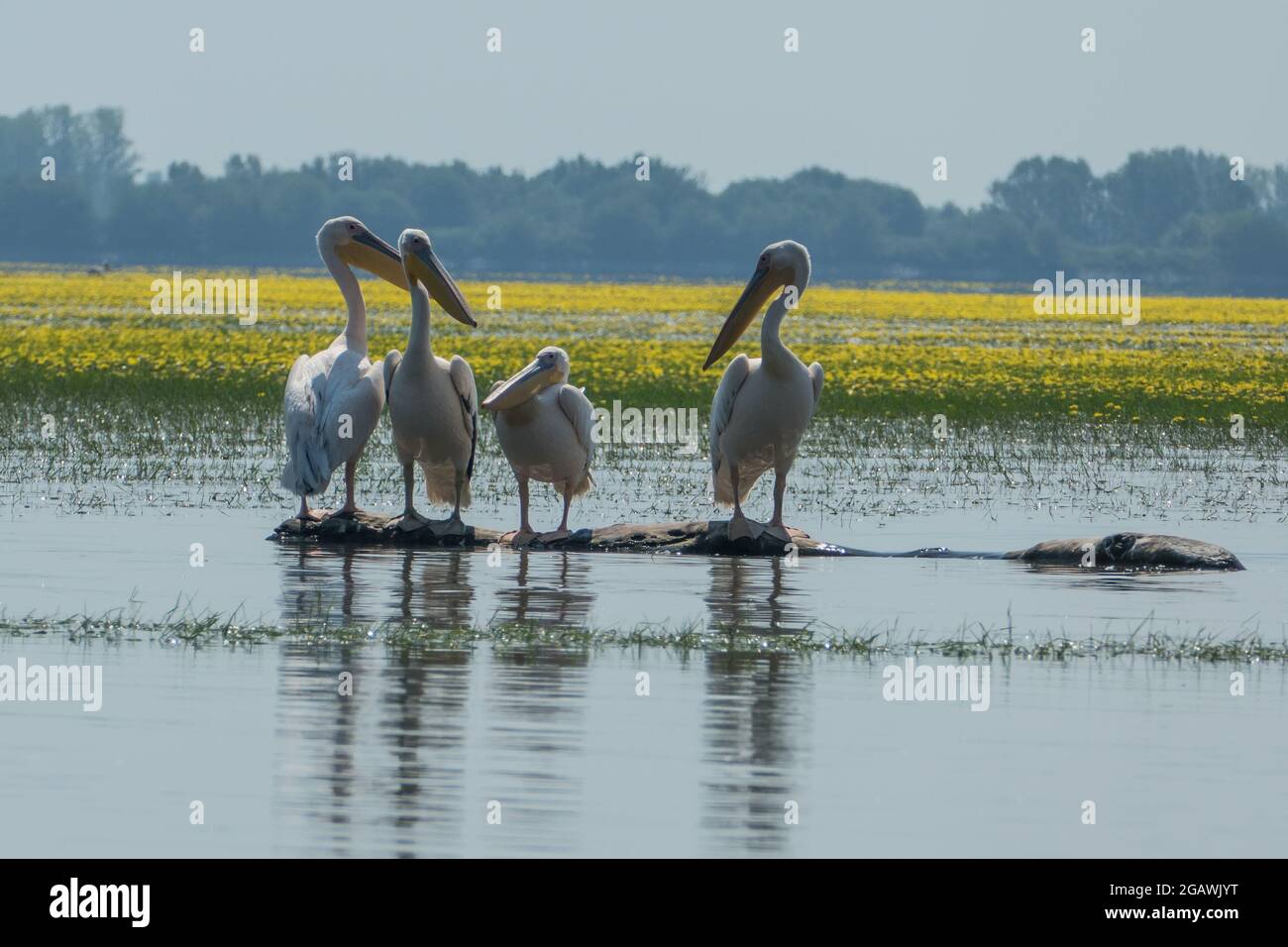 Lake Kerkini, Greece, July 13, 2021: Pelicans form the genus of birds Pelecanus, the only representative of the Pelecanidae family which has eight liv Stock Photo