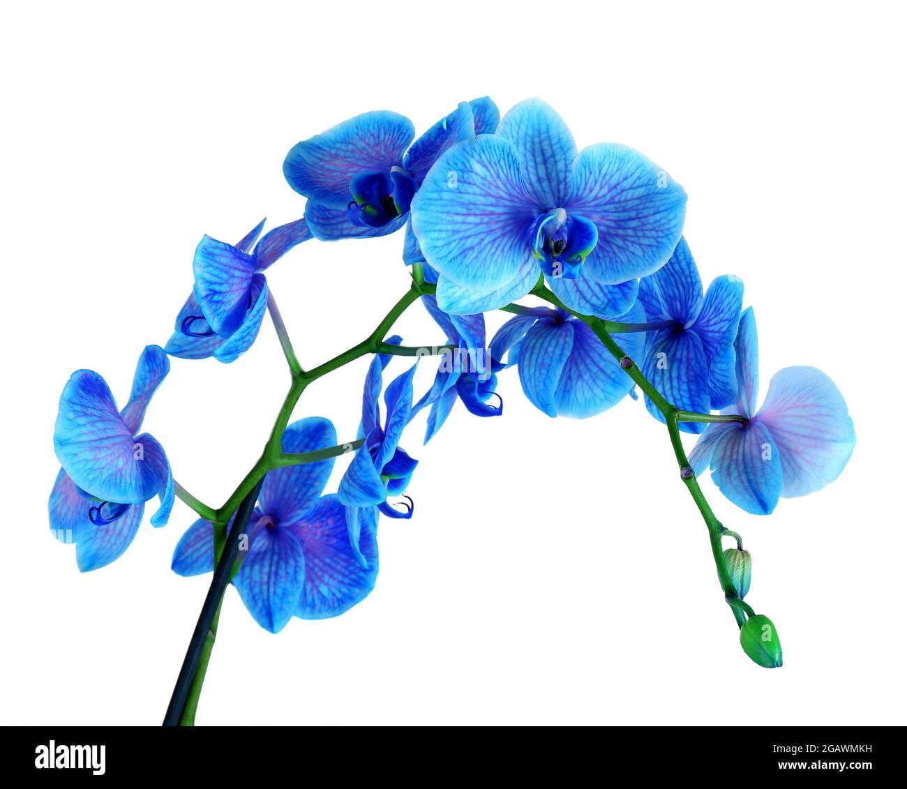 Beautiful blue orchid flower isolated on white background Stock Photo