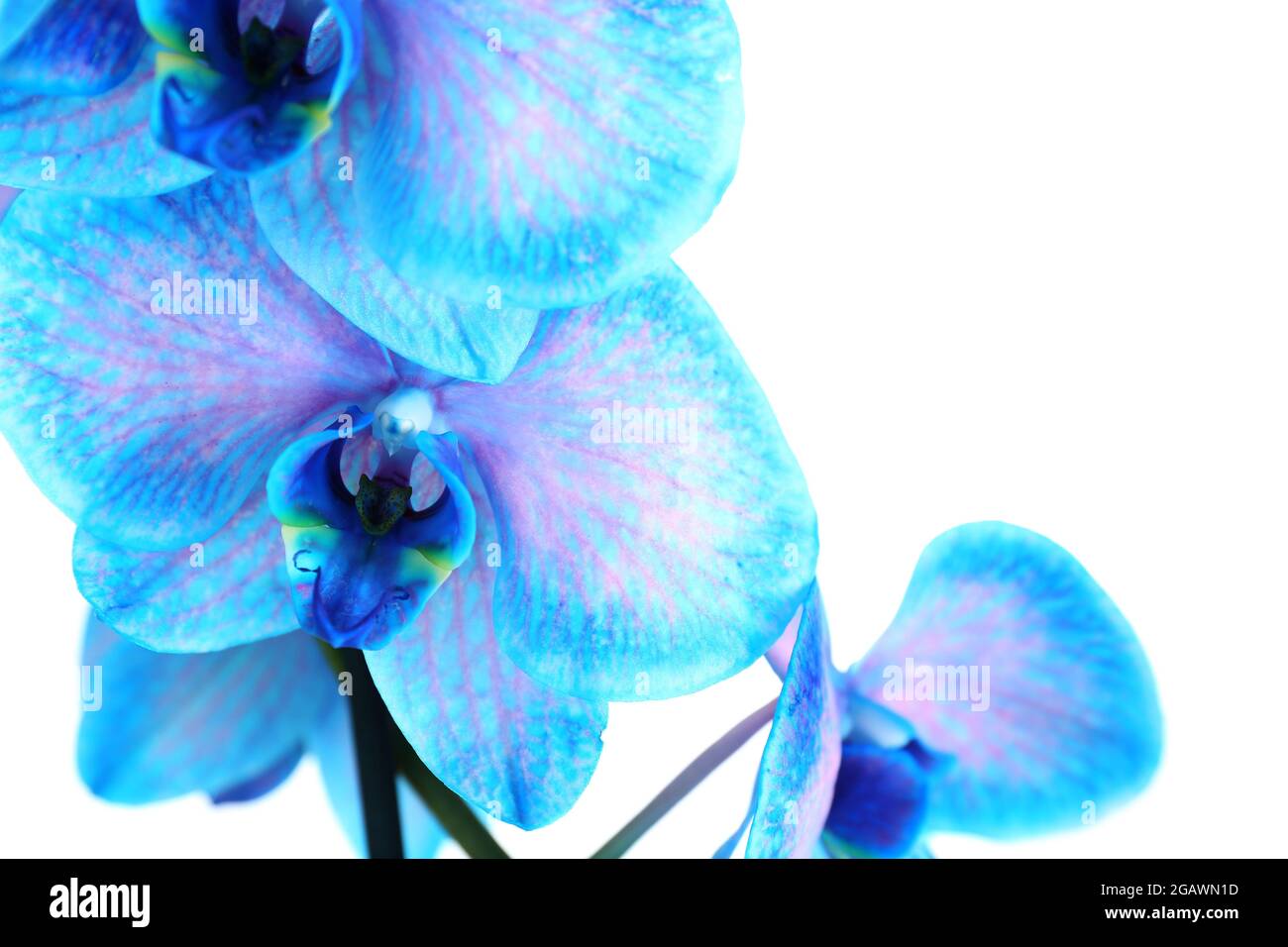 Beautiful blue orchid flower isolated on white background Stock Photo ...