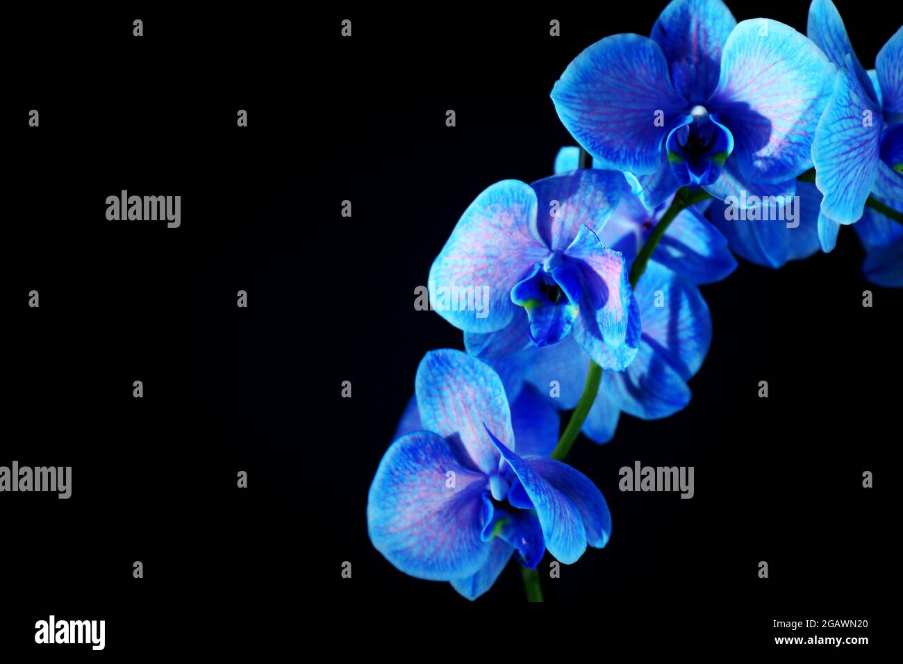 Beautiful blue orchid flower on black background Stock Photo Alamy