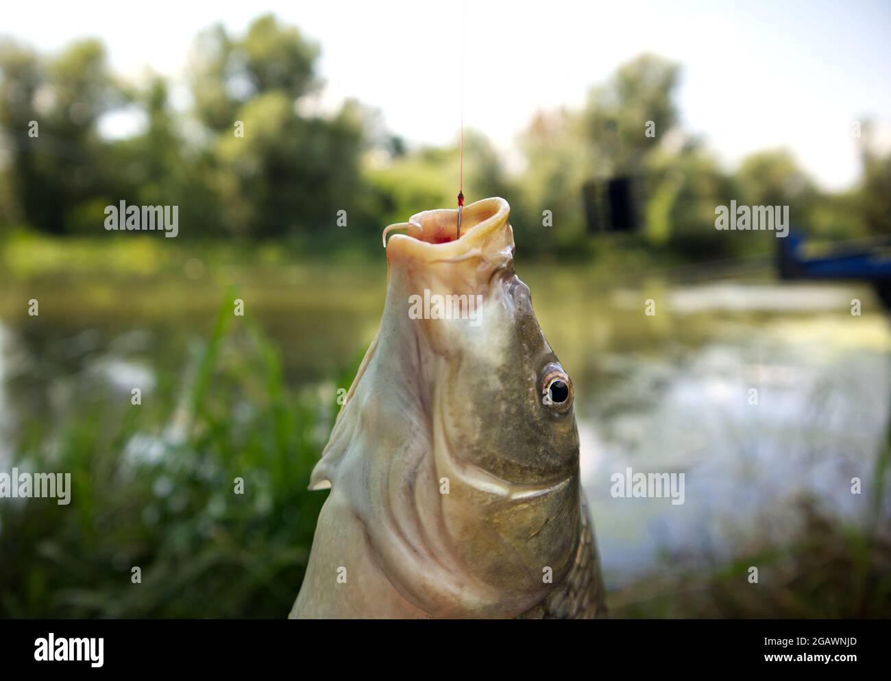 Fishing rod caught fish hires stock photography and images Alamy