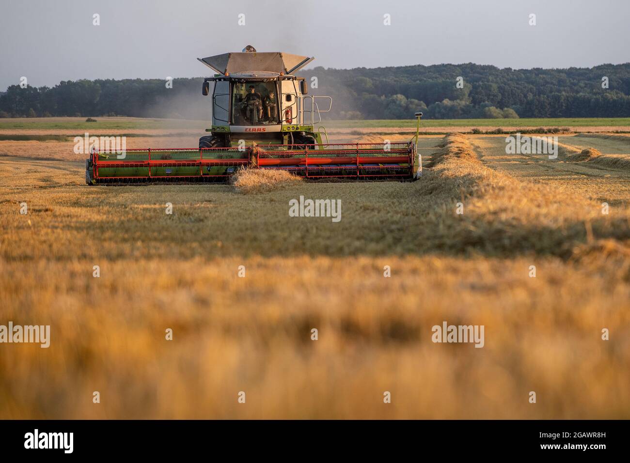 sponsoreret udlejeren forene Winter barley crop continue in the fields near Bilsko near Horice, Jicin  District, Czech Republic, on Saturday, July 31, 2021. (CTK Photo/David  Tanecek Stock Photo - Alamy