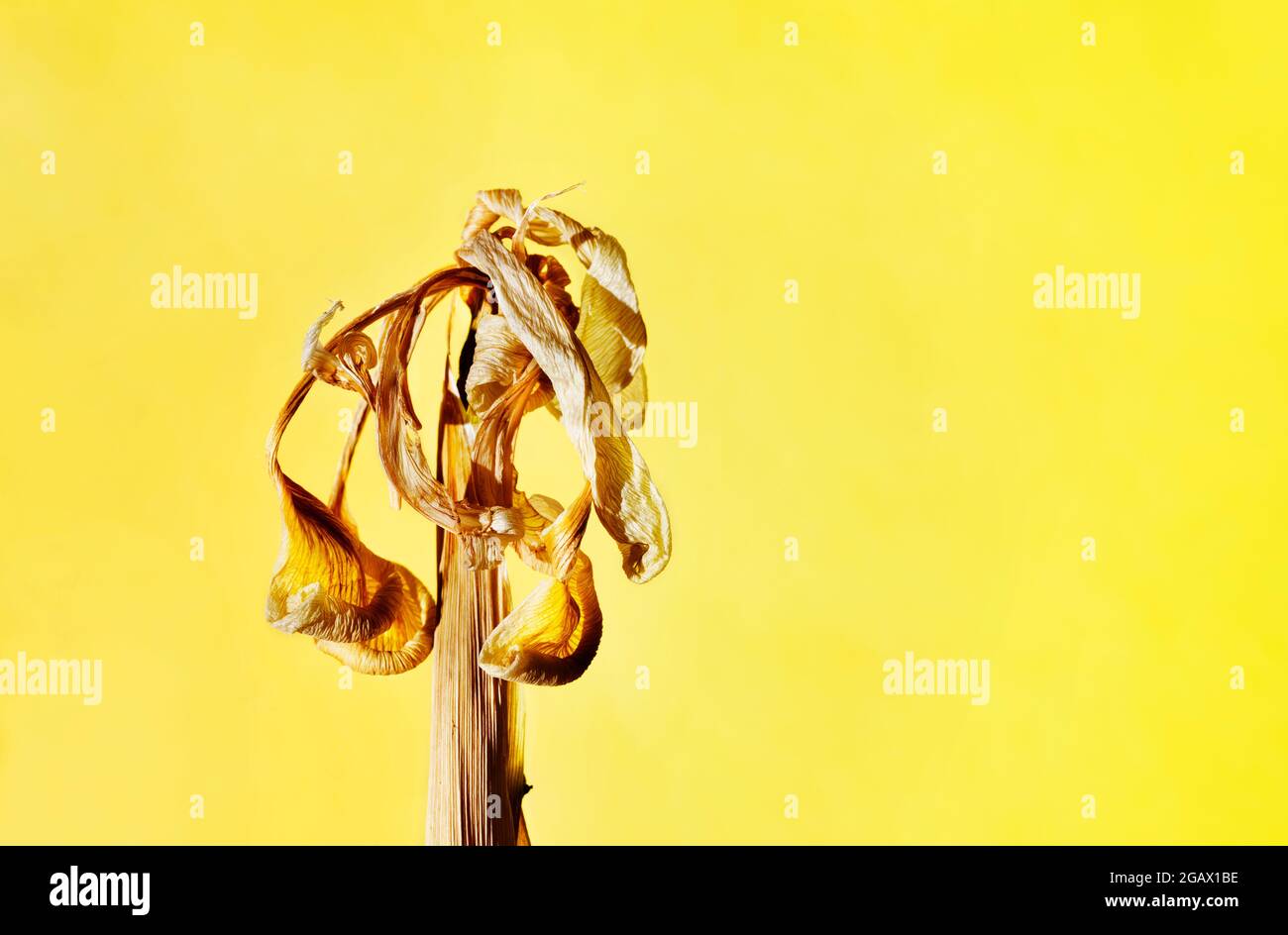 Wilting flower hires stock photography and images Alamy