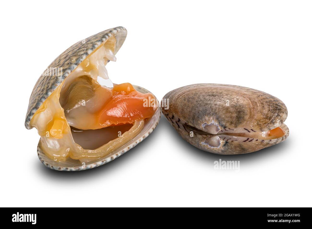 View Of Opened And Closed Clams Baby Clams Short Neck Clams Carpet Clams Isolated On White Background With Clipping Path Stock Photo Alamy