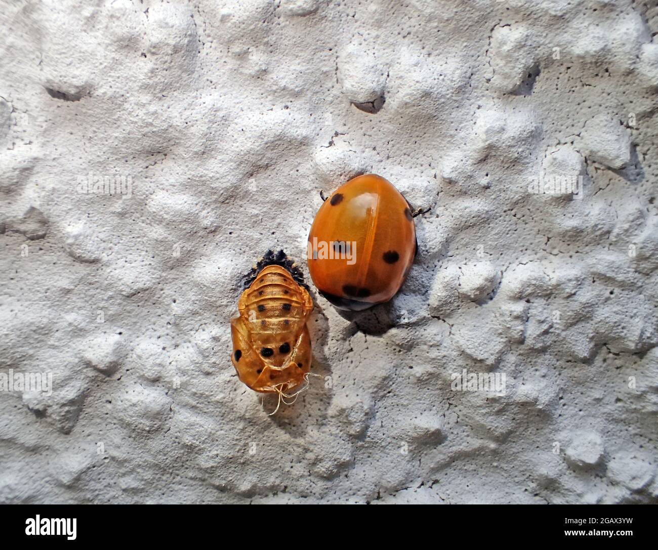 A ladybug hatched from a Pupae Stock Photo