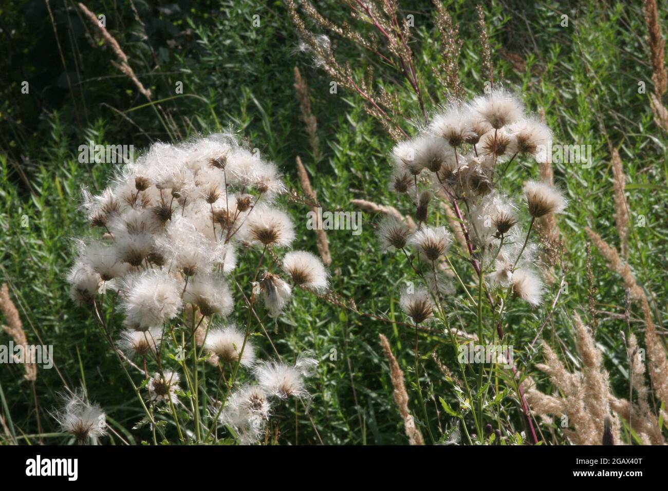 Thistles, carduus nutans, blossom thistles, calcalereous, arvense, Stock Photo