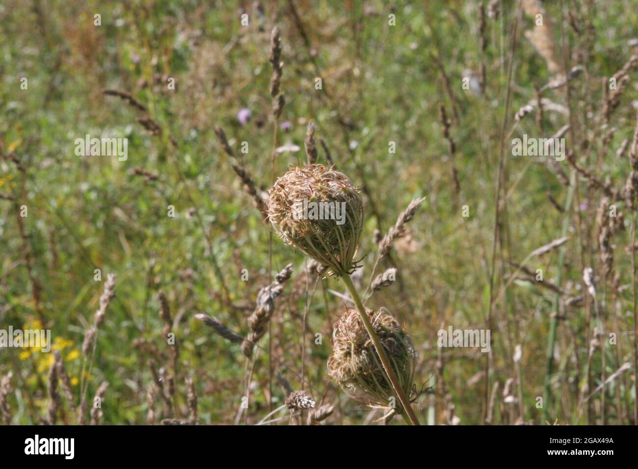 Thistles, carduus nutans, blossom thistles, arvensis, calcalereous, Stock Photo