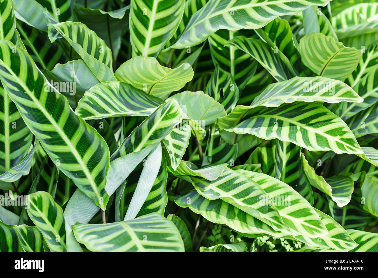 Zebra Plant (Calathea zebrina) family Marantaceae is a beautiful leafy plant texture. Stock Photo