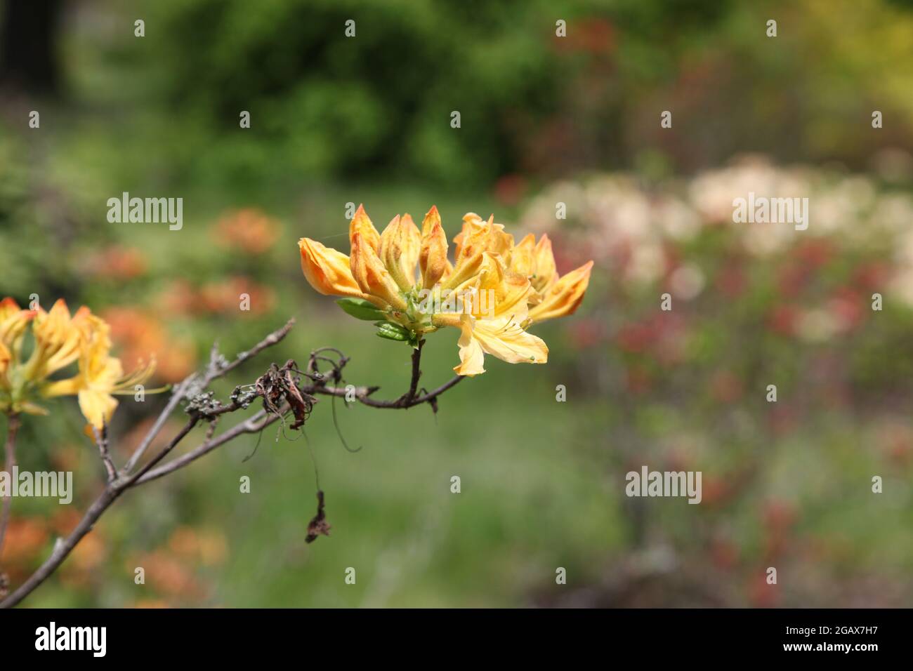 Orange daylily, blossom orange daylily, orange flowers, hemerocallis fulva, Stock Photo