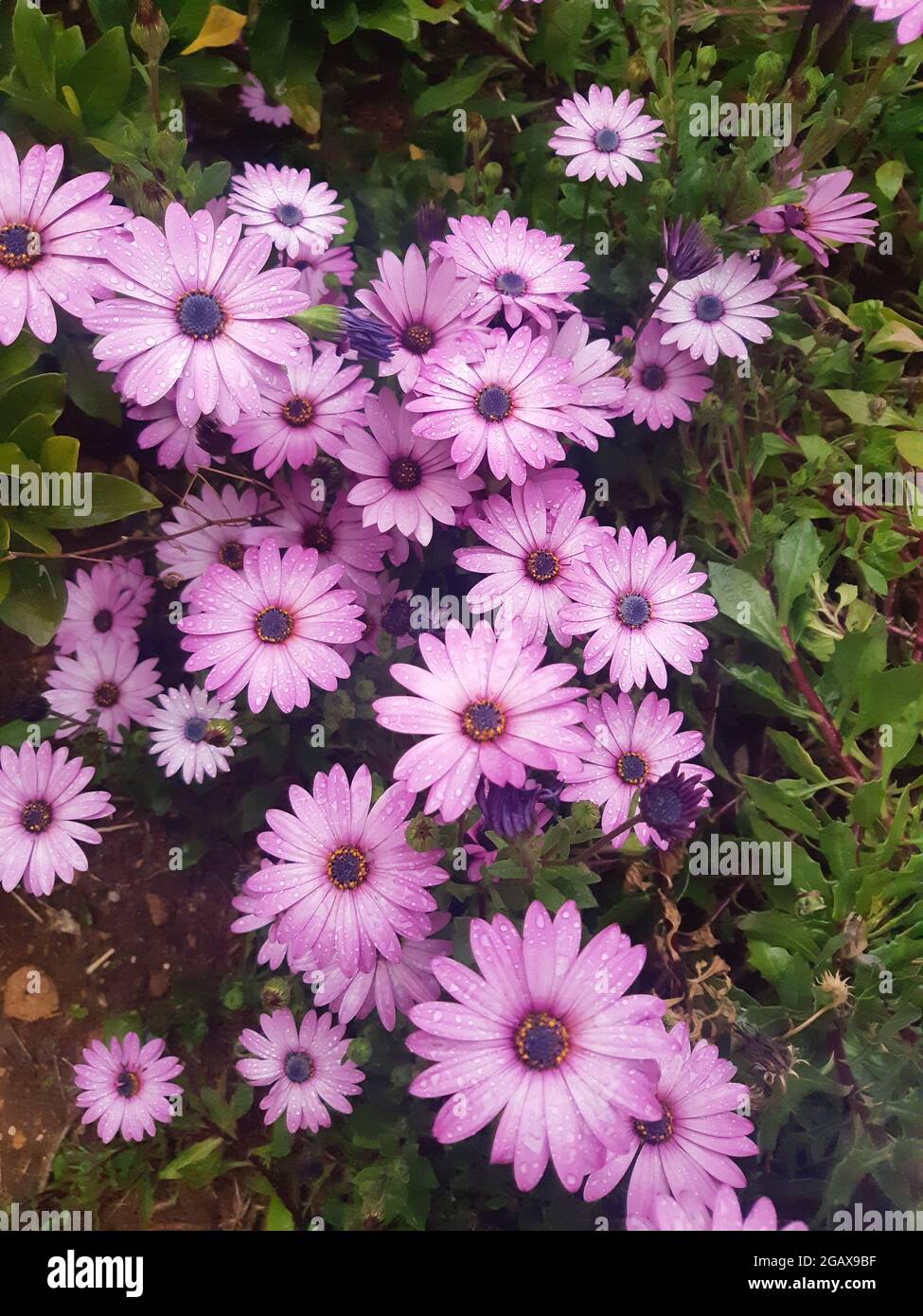 pink flowers growing in the garden, Multicolored Flower Background. Stock Photo