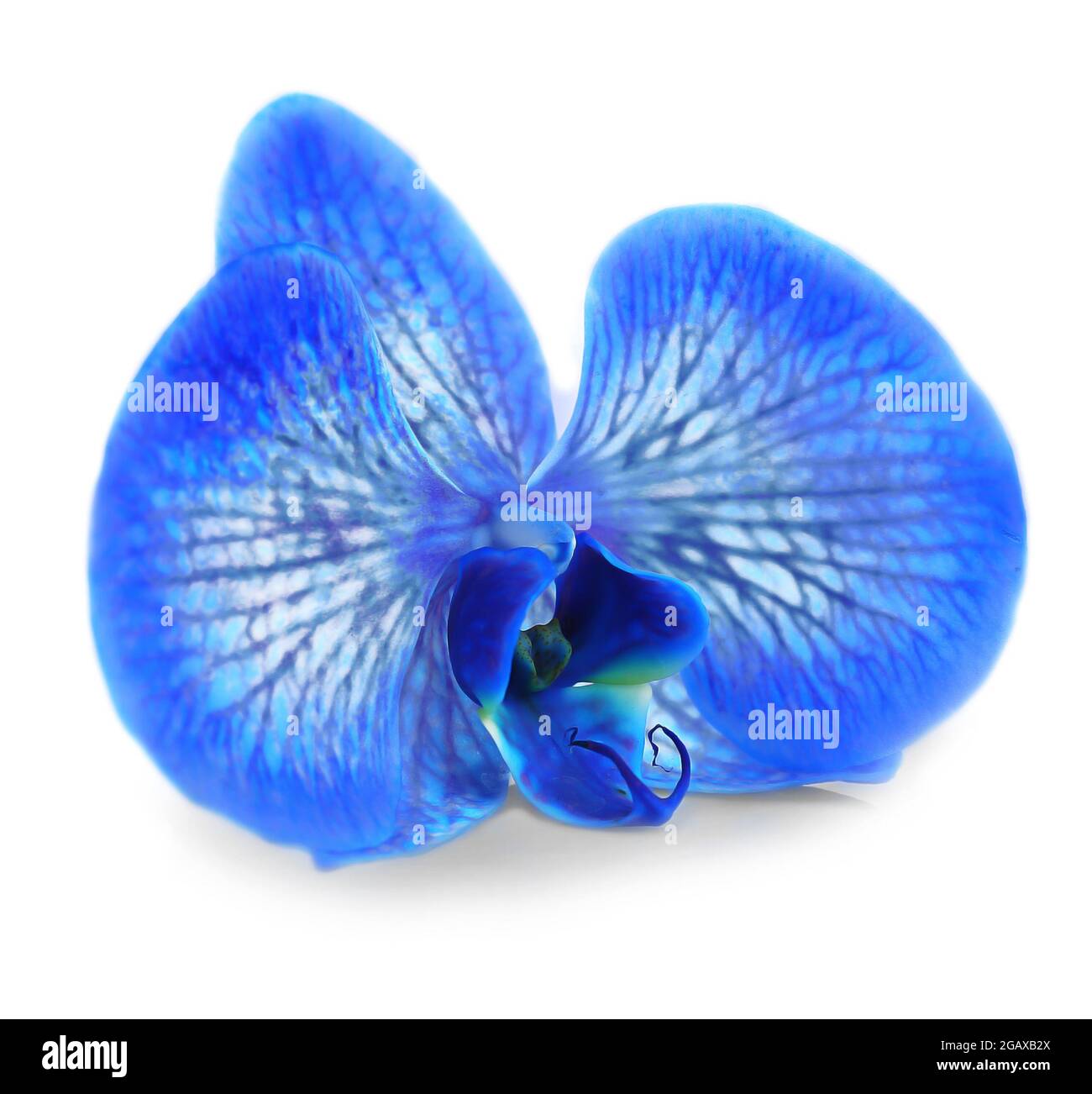 Beautiful blue orchid isolated on white background Stock Photo - Alamy