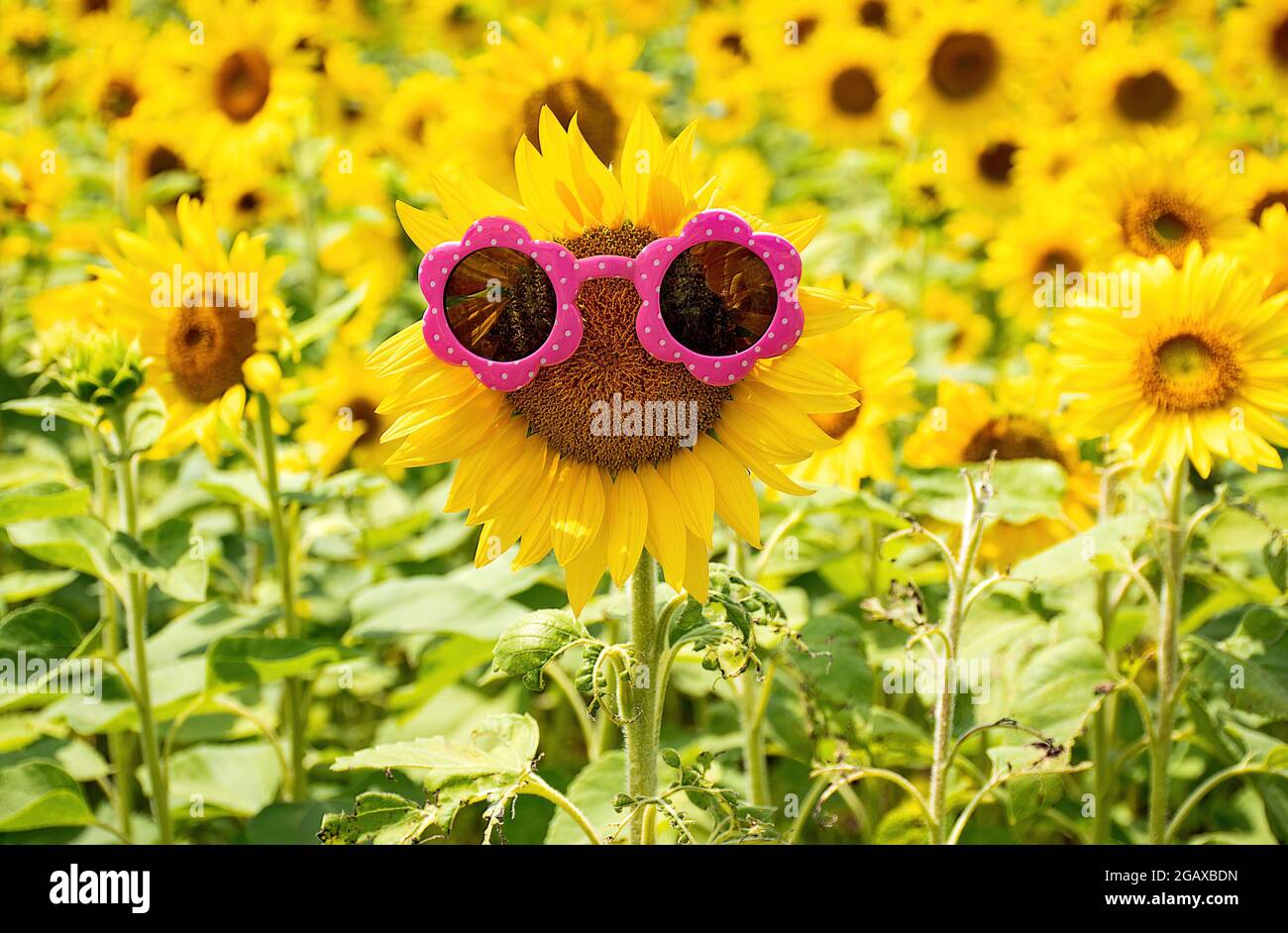 pink sunglasses on sunflower in a Michigan sunflower field Stock Photo