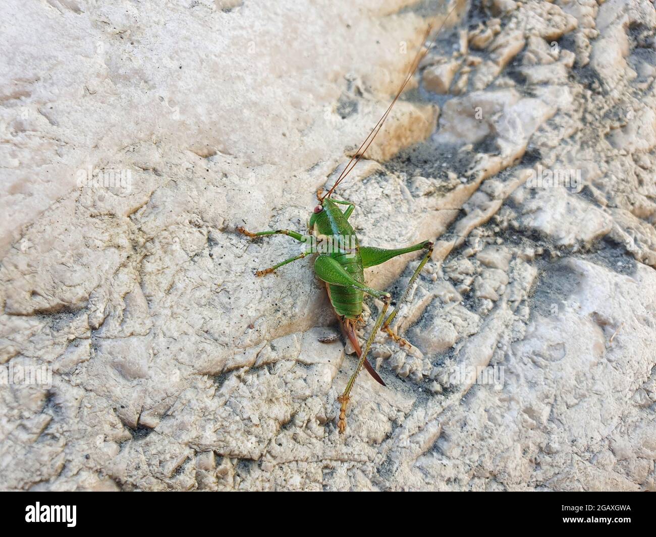 Green grasshopper on a gray stone. The insect sits motionless and basks in the sun. Stock Photo