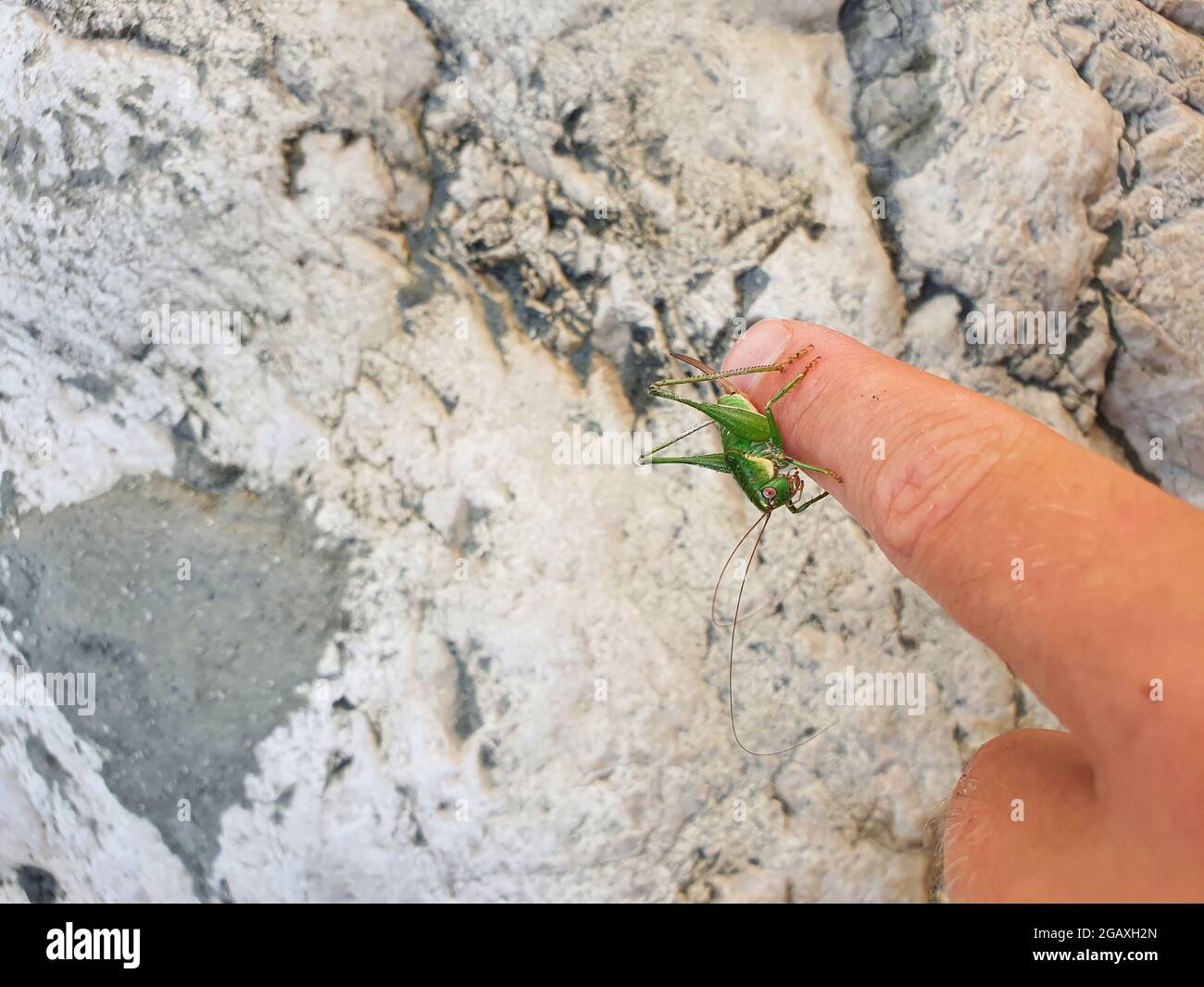 A green grasshopper sits on a human finger. The insect sits motionless and basks in the sun. Stock Photo