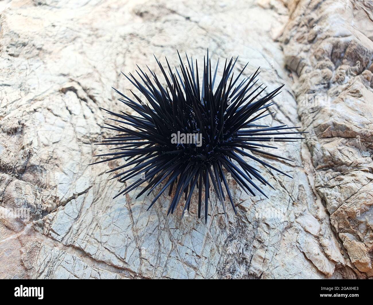 Small sea urchin on a rocky shore. A beautiful marine animal with black long needles. Stock Photo