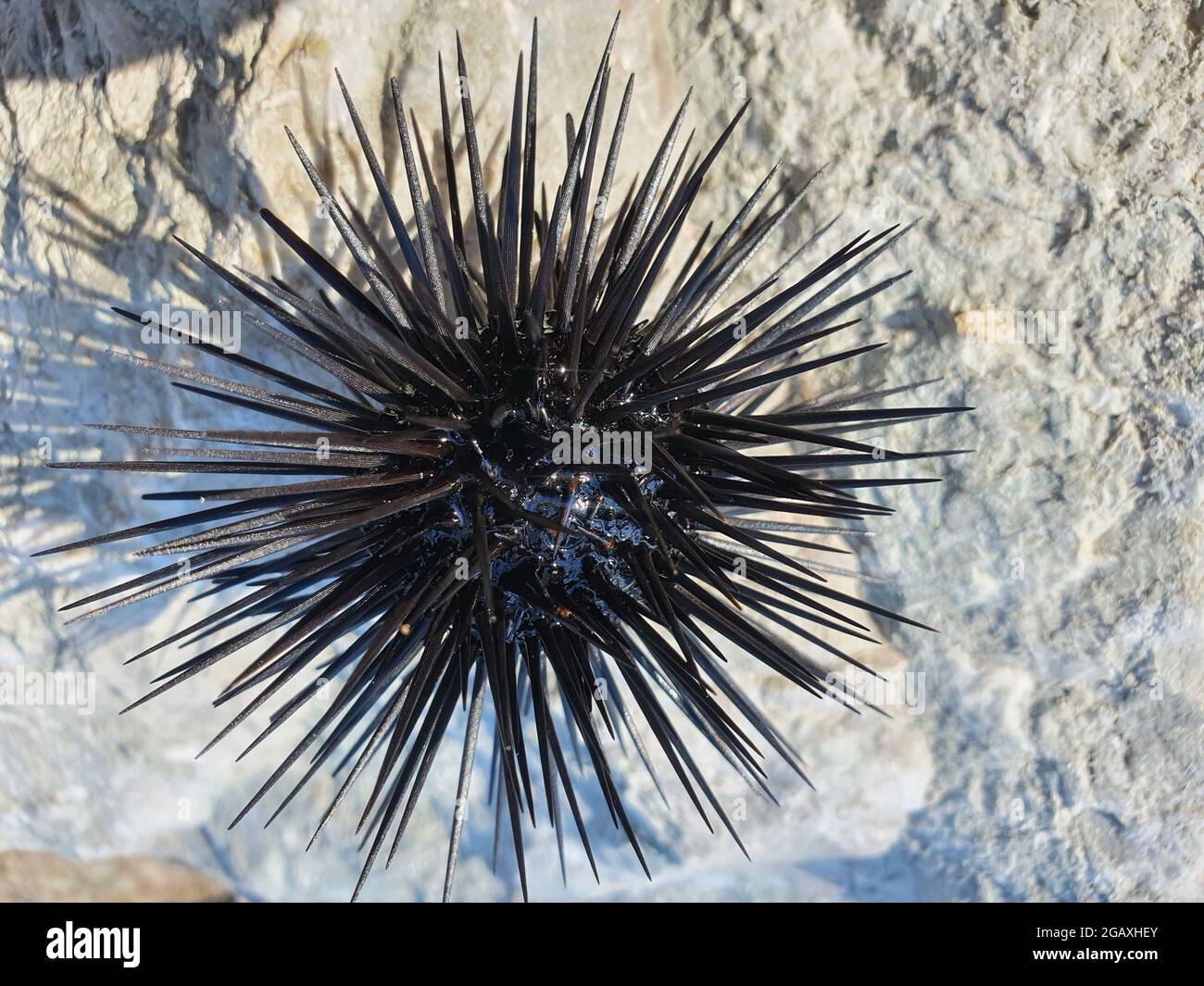 Small sea urchin on a rocky shore. A beautiful marine animal with black long needles Stock Photo - Alamy Small sea urchin on a rocky shore. A beautiful marine animal with black long needles Stock Photo - Alamy