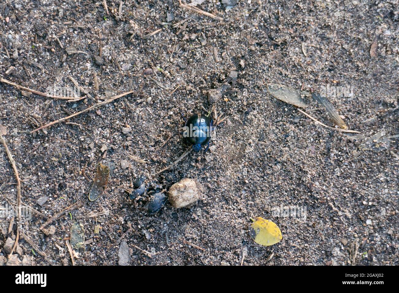 Mistkäfer krabbelt auf dem Boden zu einem toten Käfer Stock Photo