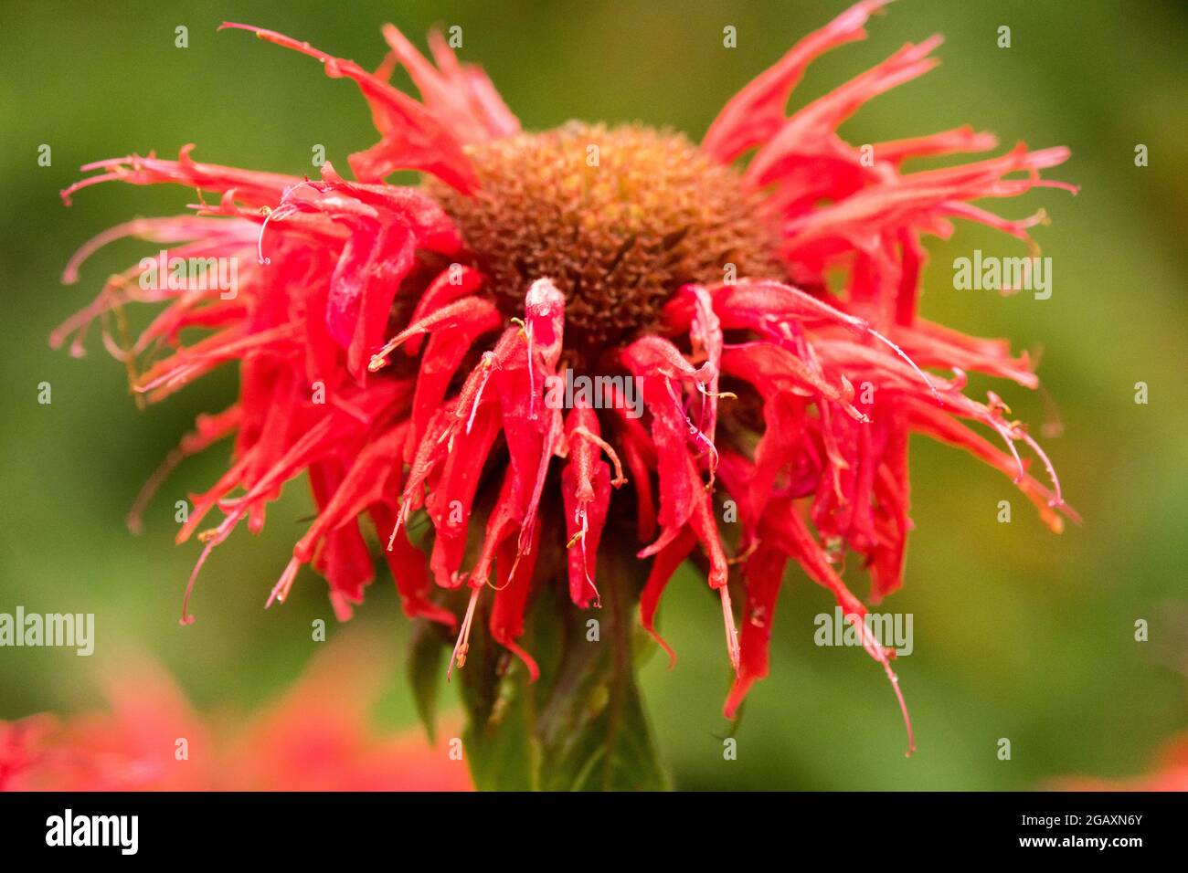 Red Monarda 'Cambridge Scarlet' Close up Flower Oswego tea Beebalm Bergamot Stock Photo