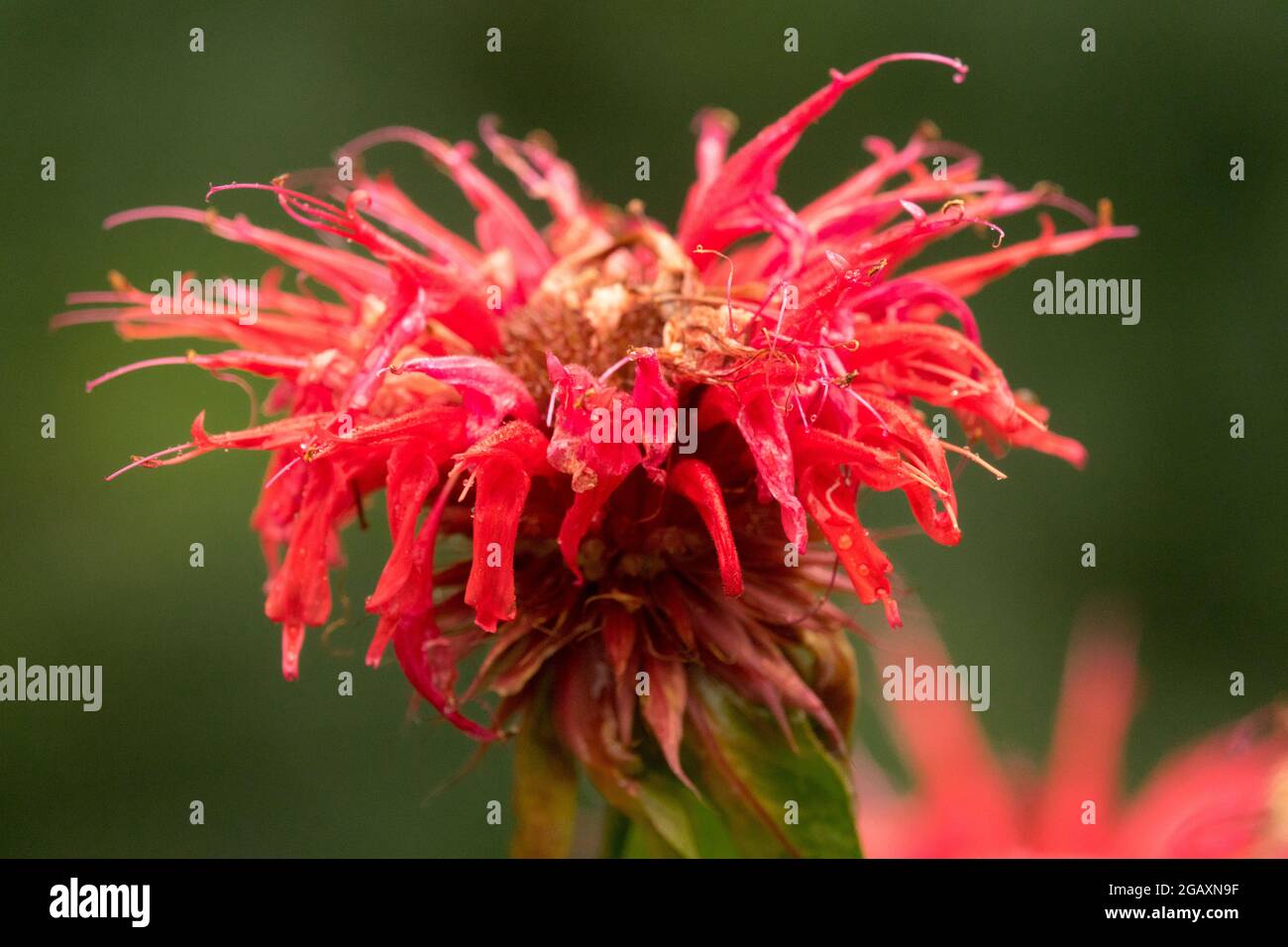 Red Monarda 'Cambridge Scarlet' Close up Flower Oswego tea Beebalm Bergamot Stock Photo