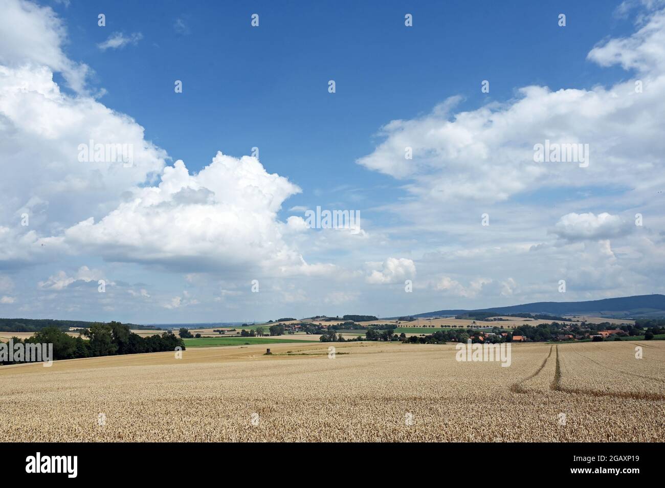 Summer landscape with golden cornfield Stock Photo