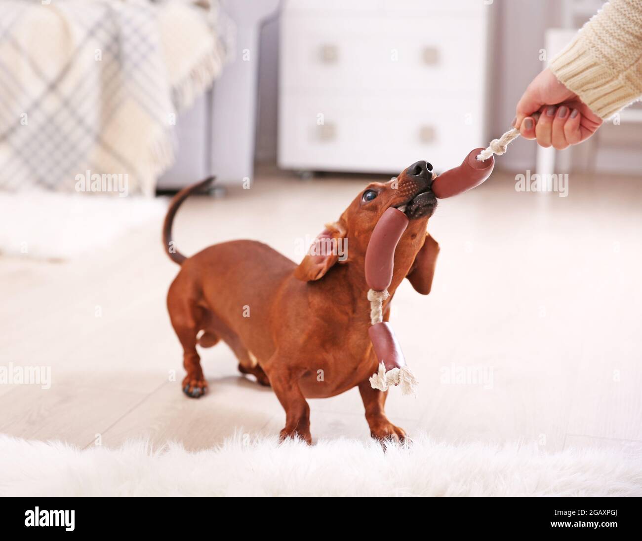 Dachshund dog playing in living room Stock Photo - Alamy