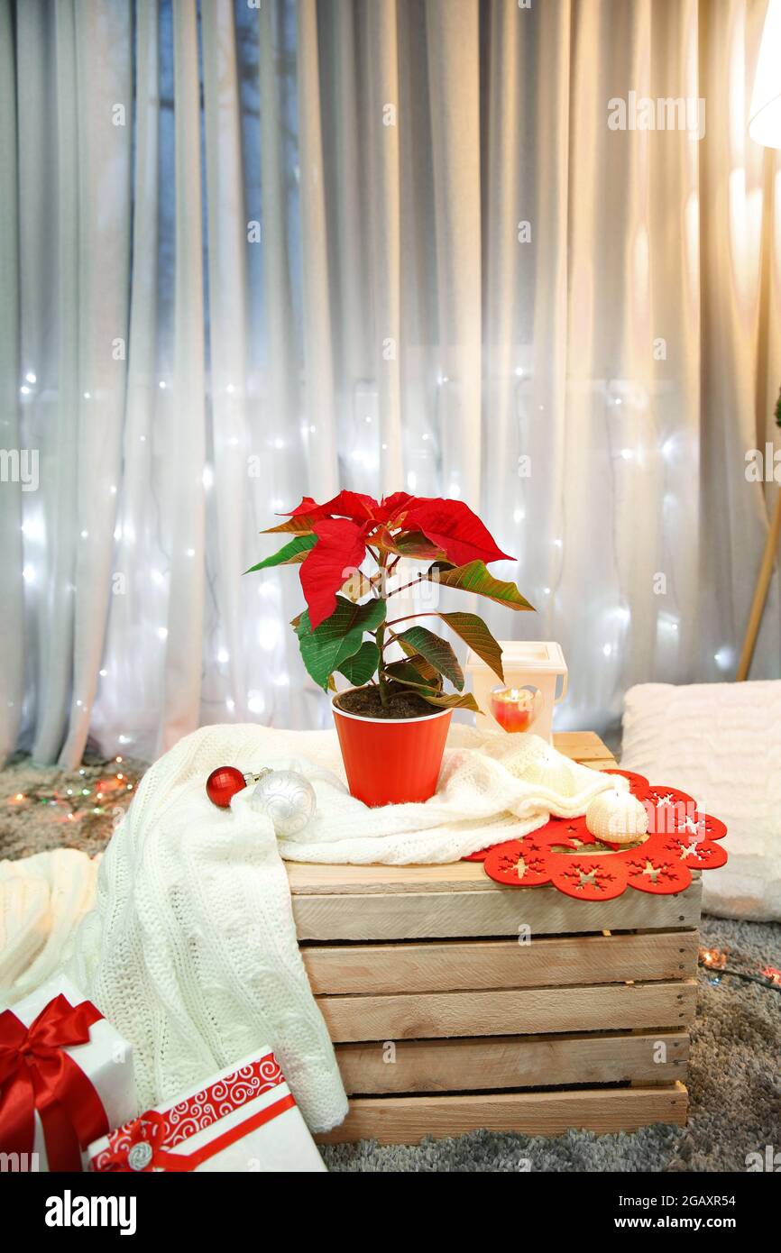 Christmas flower poinsettia indoor Stock Photo - Alamy