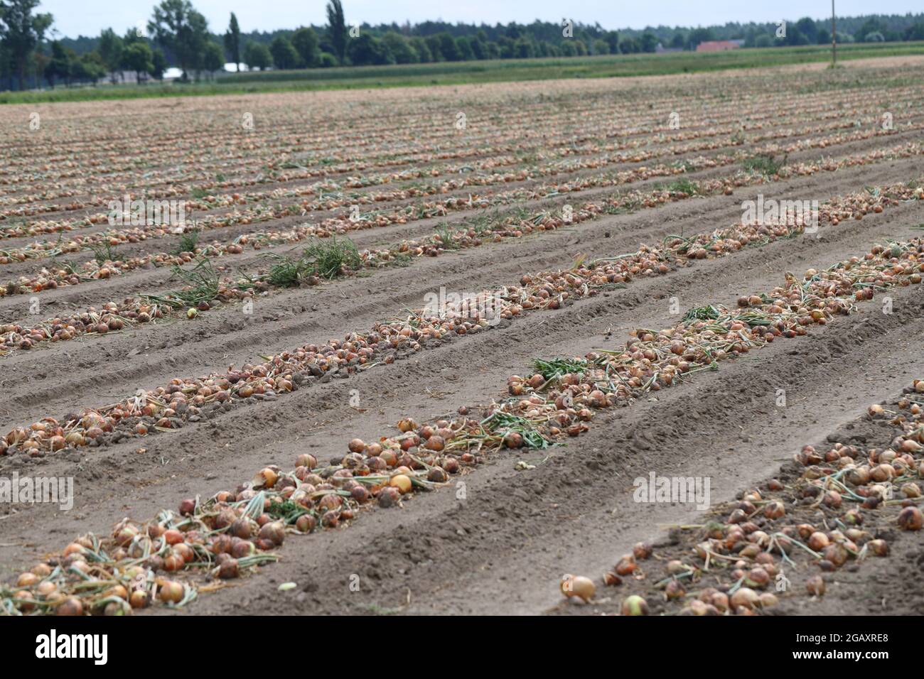 Rows of onion during the harvest. Stock Photo