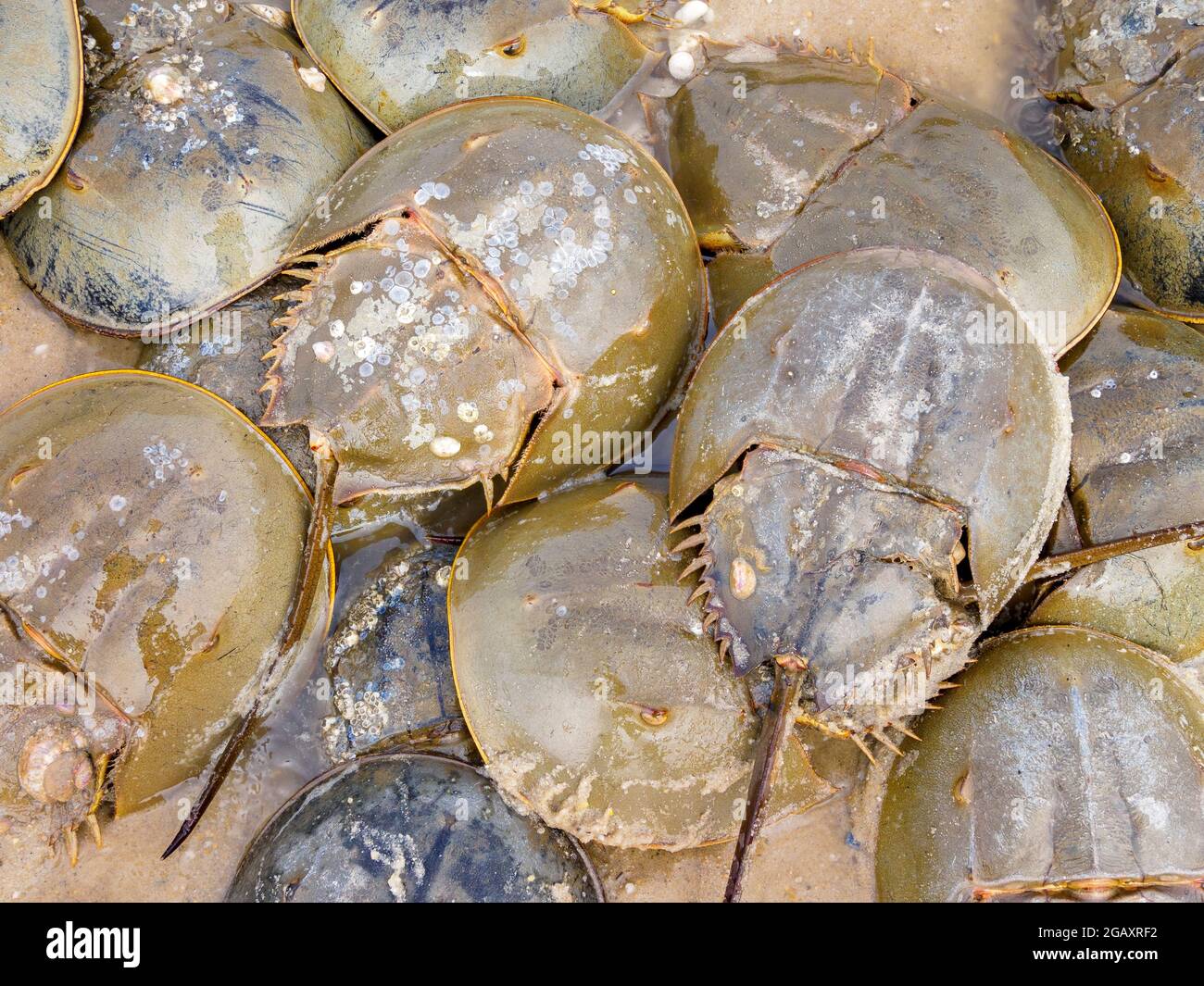 Red knots crabs hires stock photography and images Alamy
