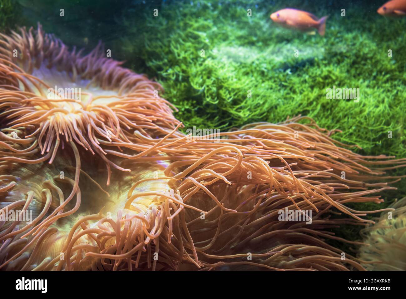underwater background with bubble-tip anemones seaweeds and swimming blurred pink fishes Stock Photo