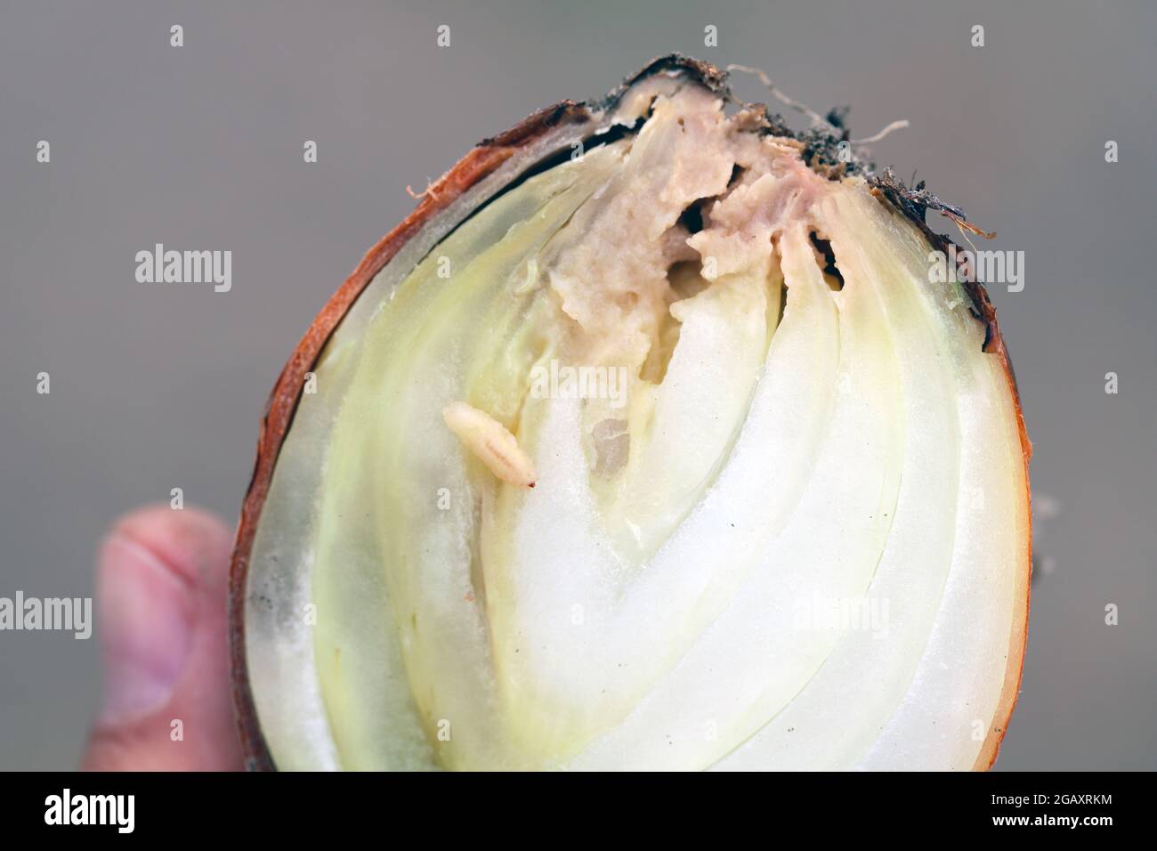 Onion damaged by Eumerus strigatus or lesser bulb fly is a species of Hoverfly, from the family Syrphidae a serious pest of bulbs. Stock Photo