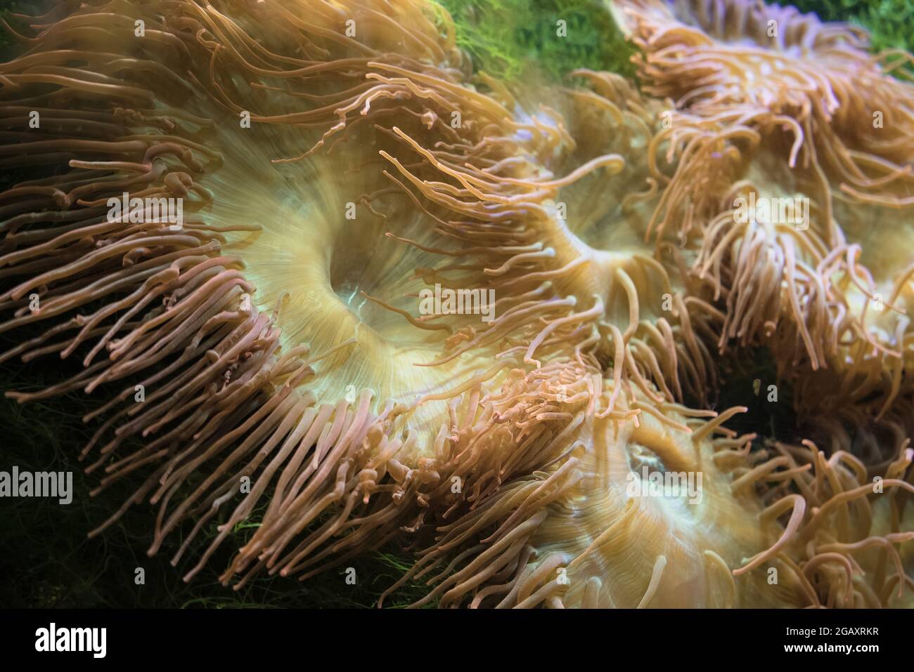 underwater beauty of  bubble-tips (Entacmaea quadricolor) anemones Stock Photo