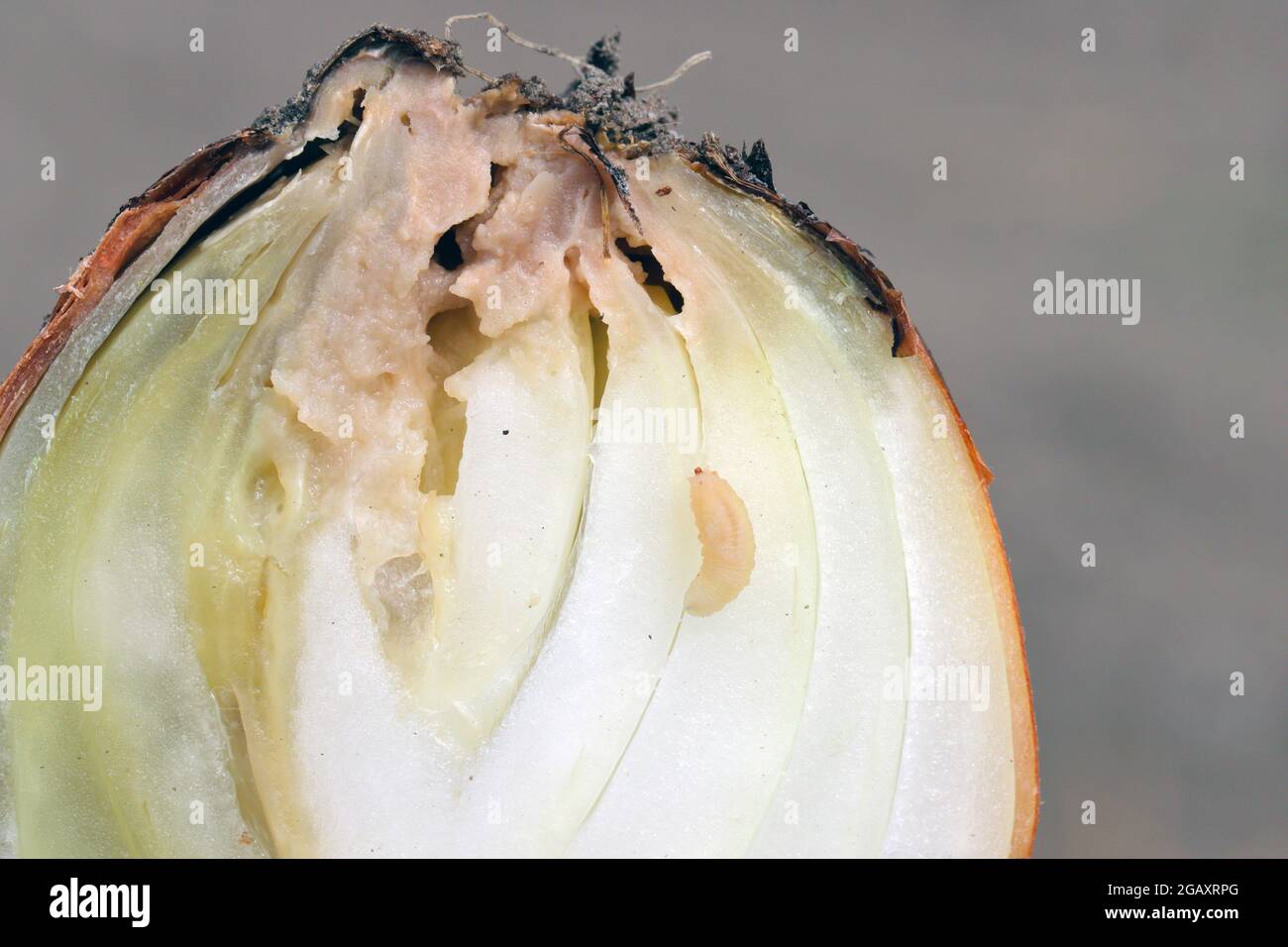 Onion damaged by Eumerus strigatus or lesser bulb fly is a species of Hoverfly, from the family Syrphidae a serious pest of bulbs. Stock Photo